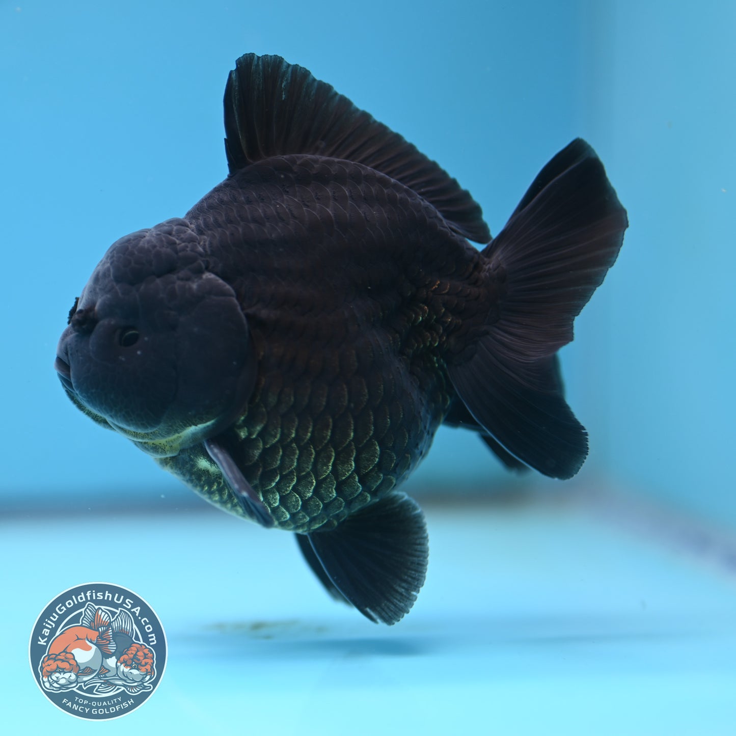 Shogun Jet Black Oranda 3.5 inches Body (250509_OR26)