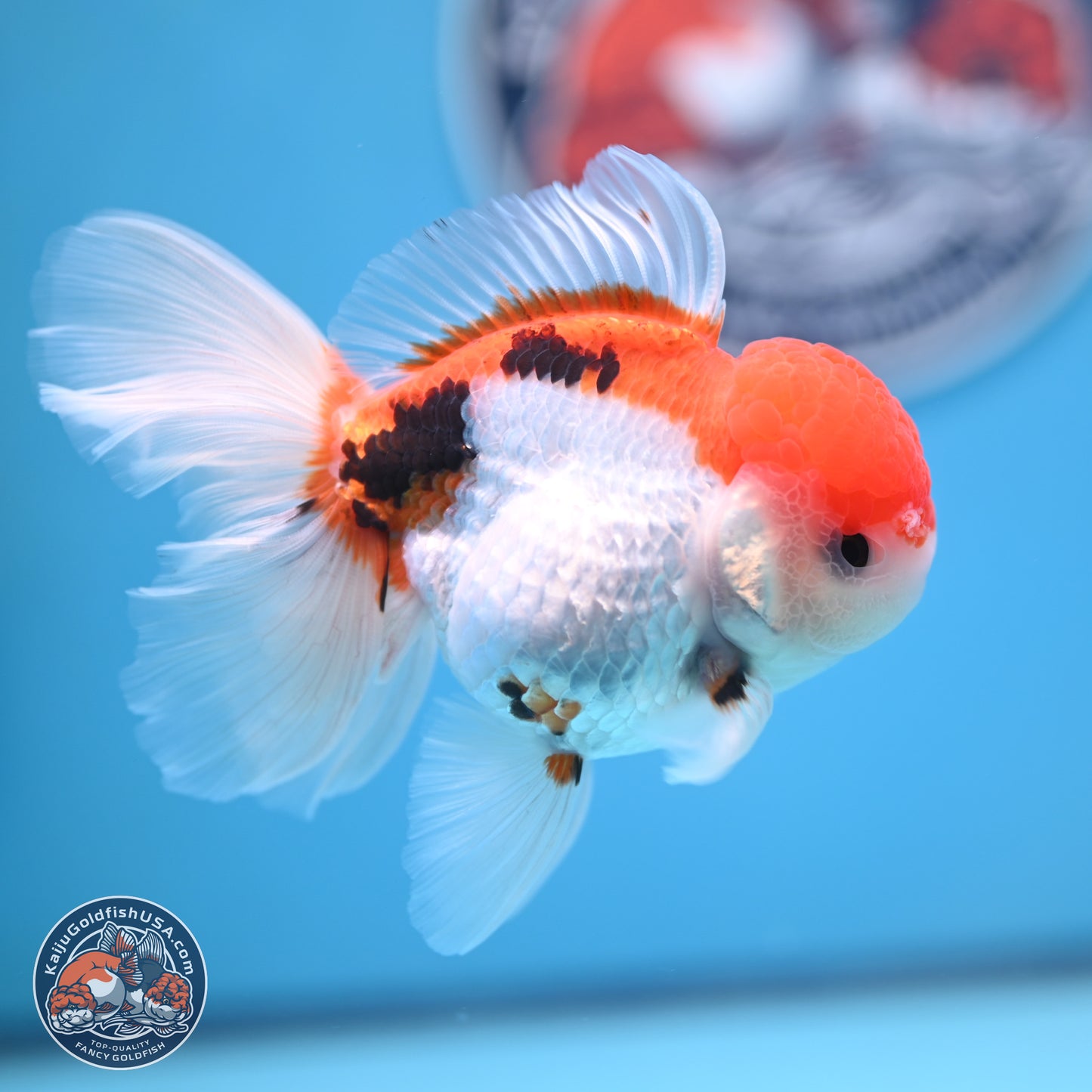 Tricolor Rose Tail Oranda 4.5 inches (241018_OR26) - Kaiju Goldfish USA