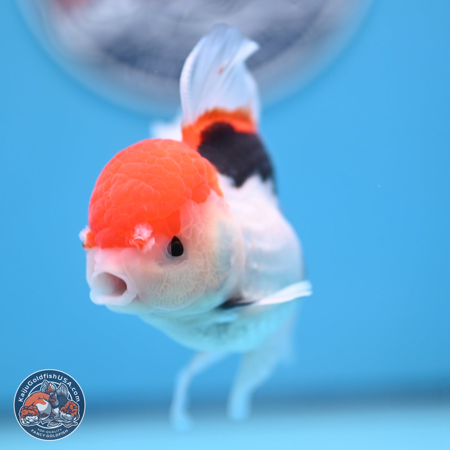 Tricolor Rose Tail Oranda 4.5 inches (241018_OR26) - Kaiju Goldfish USA