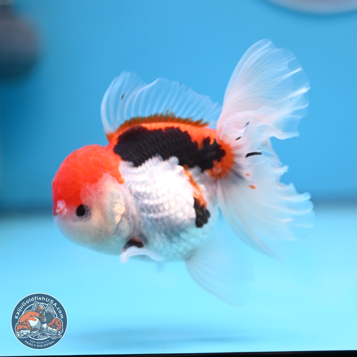 Tricolor Rose Tail Oranda 4.5 inches (241018_OR26) - Kaiju Goldfish USA