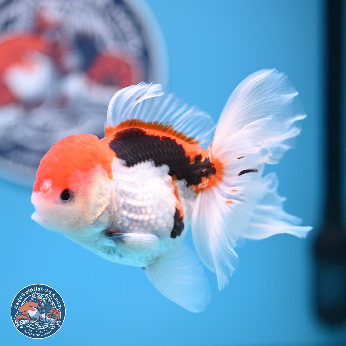 Tricolor Rose Tail Oranda 4.5 inches (241018_OR26) - Kaiju Goldfish USA