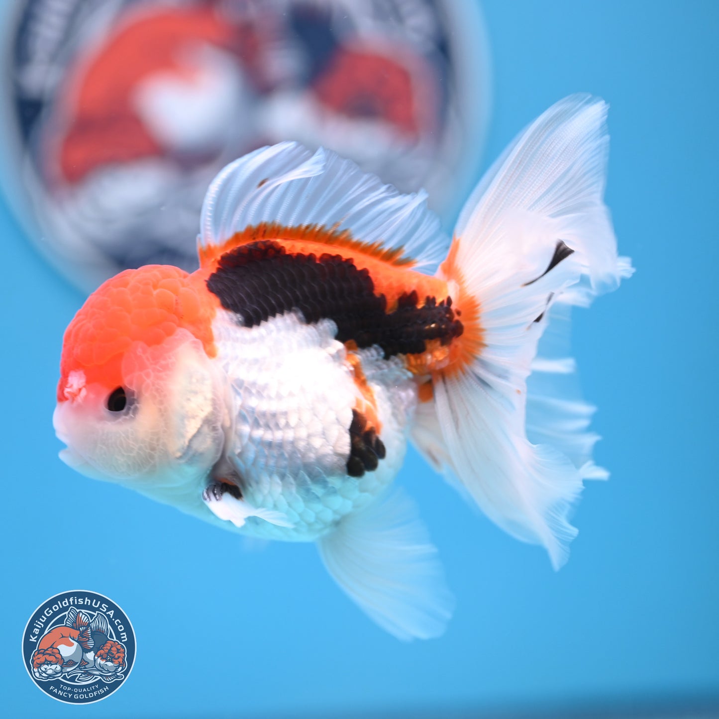 Tricolor Rose Tail Oranda 4.5 inches (241018_OR26) - Kaiju Goldfish USA