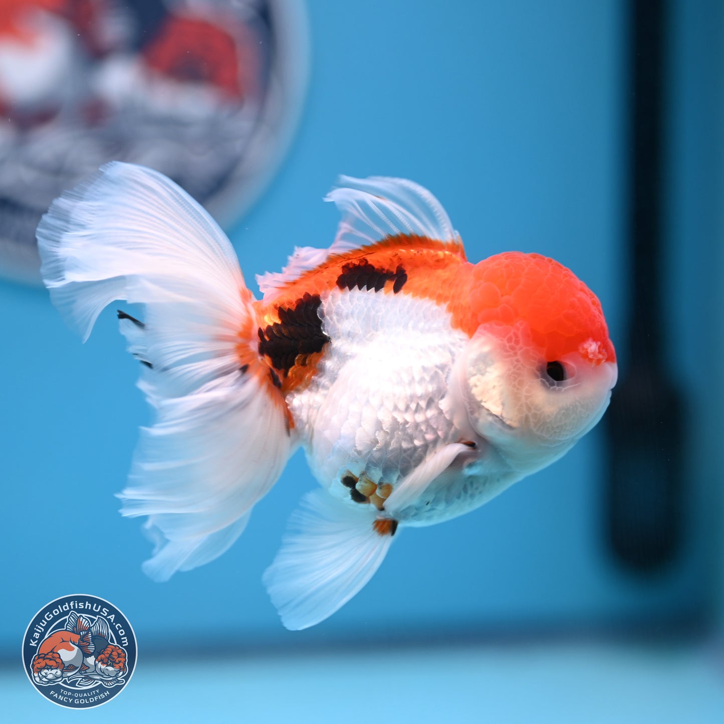 Tricolor Rose Tail Oranda 4.5 inches (241018_OR26) - Kaiju Goldfish USA