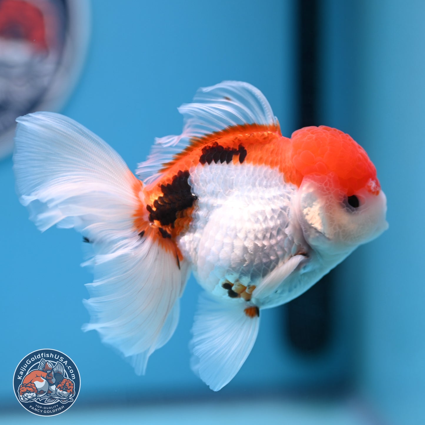 Tricolor Rose Tail Oranda 4.5 inches (241018_OR26) - Kaiju Goldfish USA