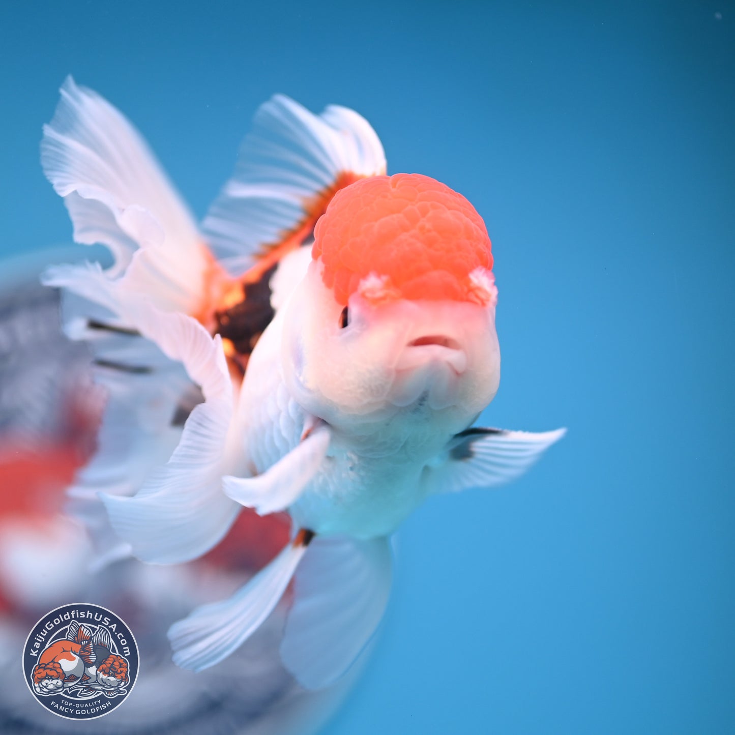 Tricolor Rose Tail Oranda 4.5 inches (241018_OR26) - Kaiju Goldfish USA