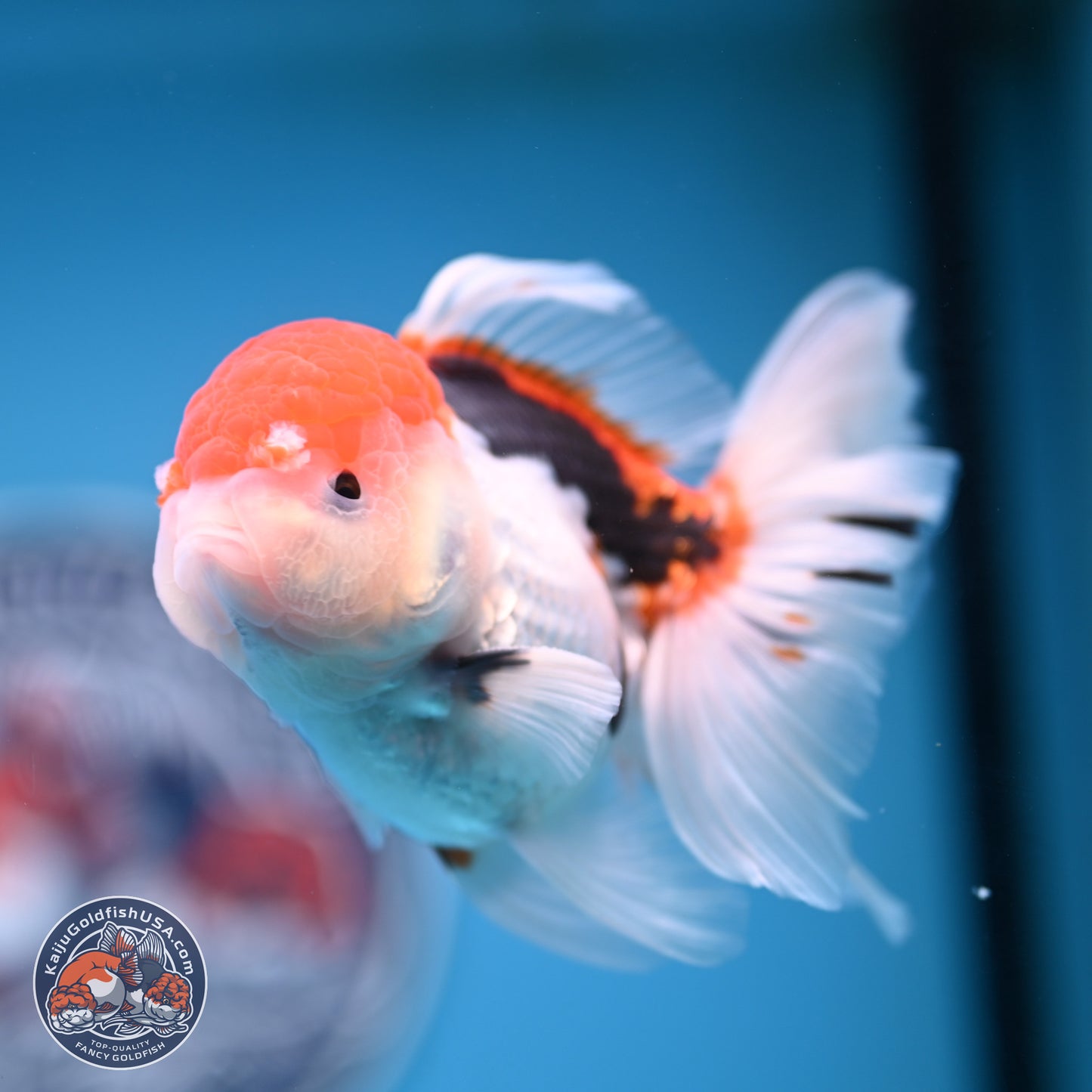Tricolor Rose Tail Oranda 4.5 inches (241018_OR26) - Kaiju Goldfish USA