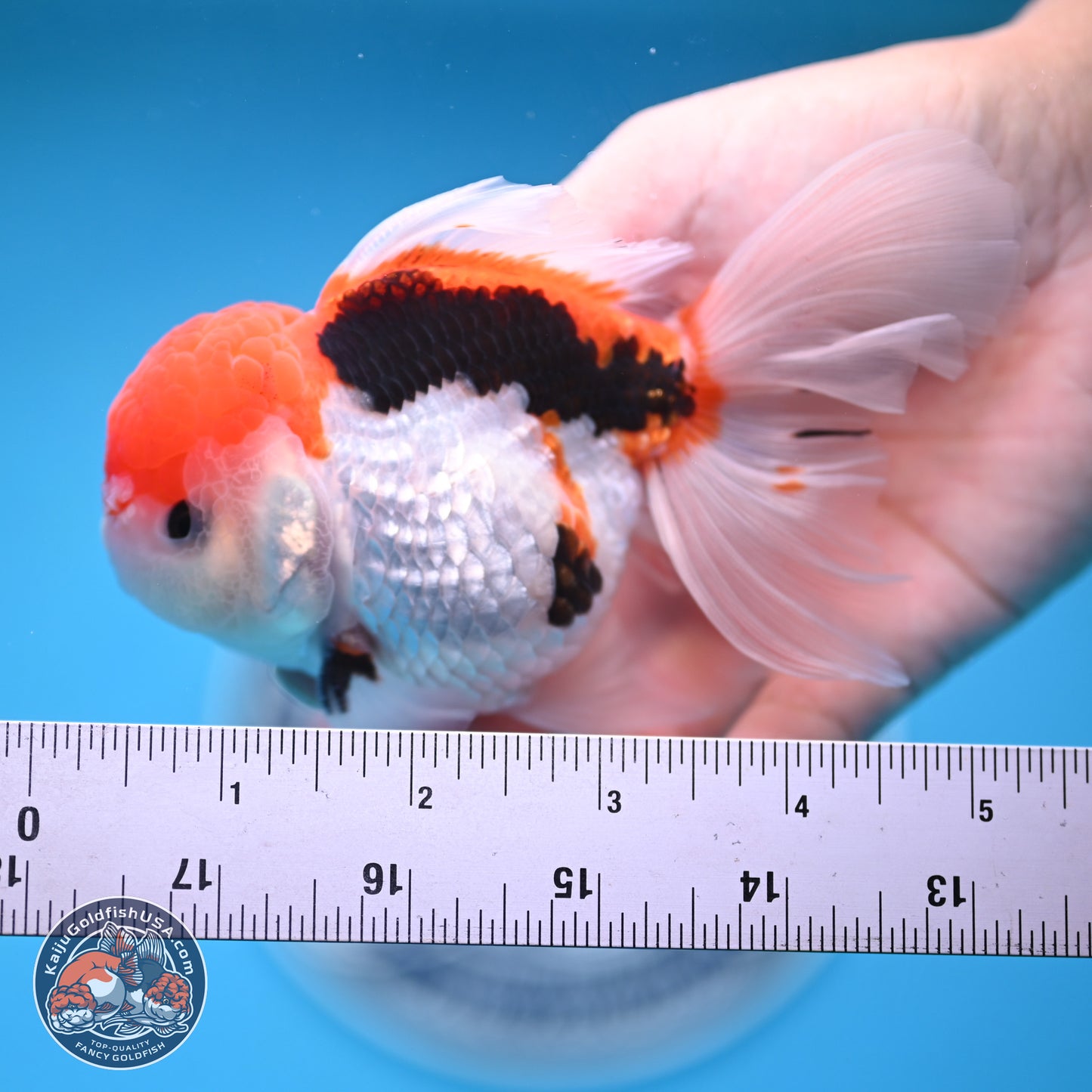 Tricolor Rose Tail Oranda 4.5 inches (241018_OR26) - Kaiju Goldfish USA