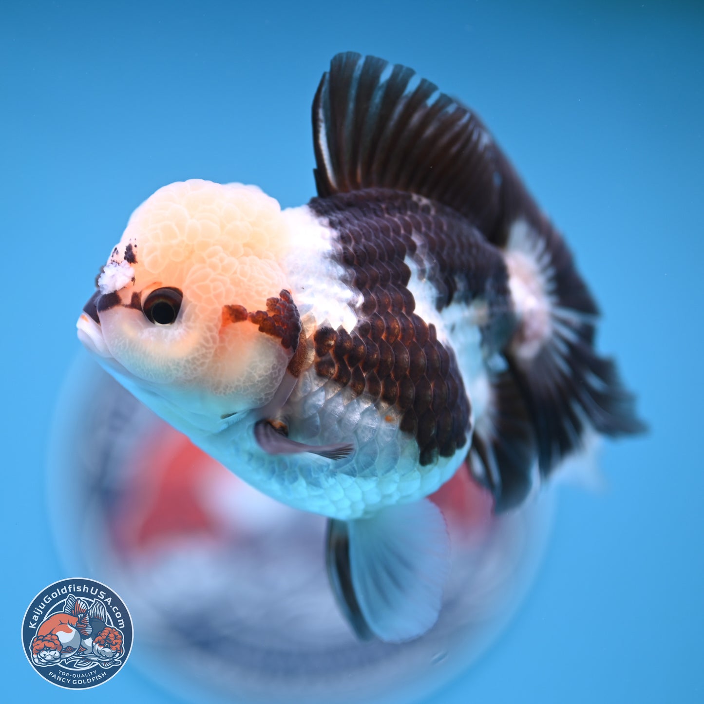 Tricolor Rose Tail Oranda 4.5 inches (241018_OR28) - Kaiju Goldfish USA