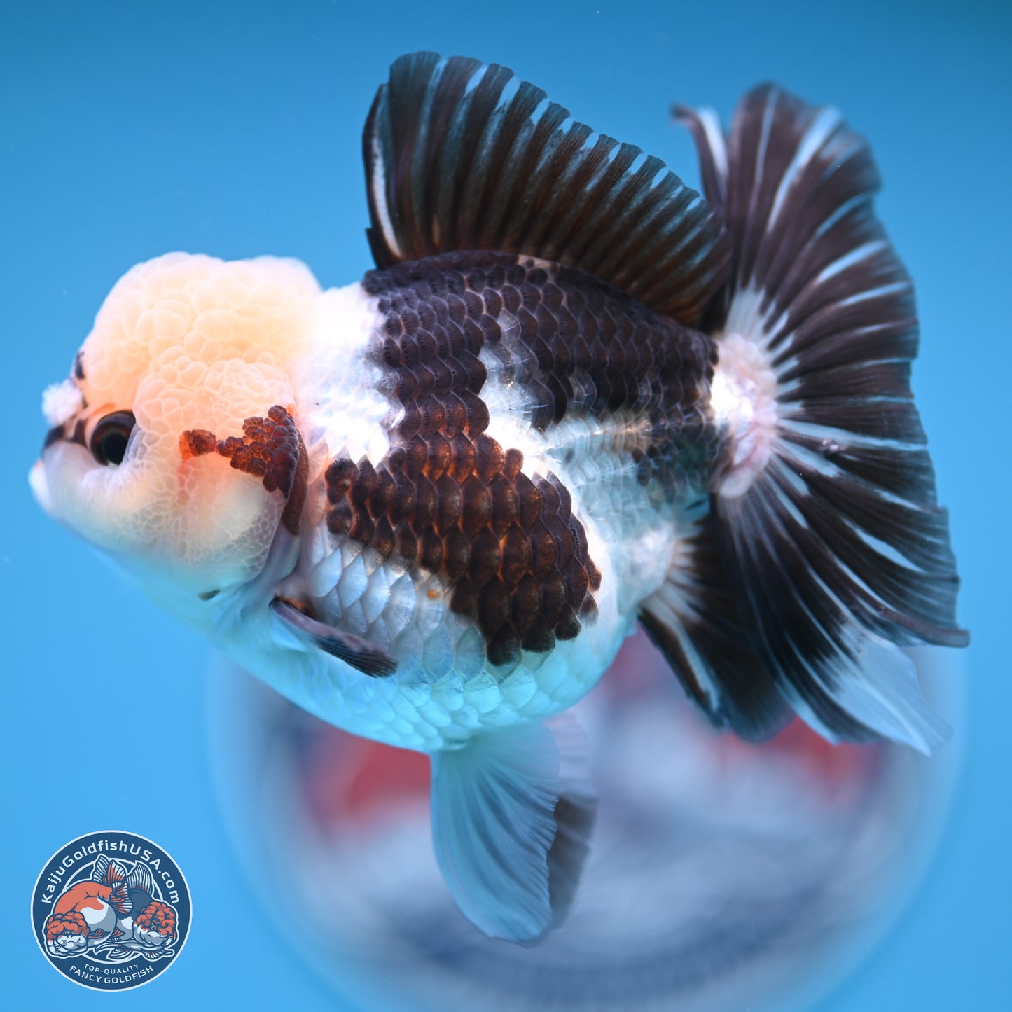 Tricolor Rose Tail Oranda 4.5 inches (241018_OR28) - Kaiju Goldfish USA