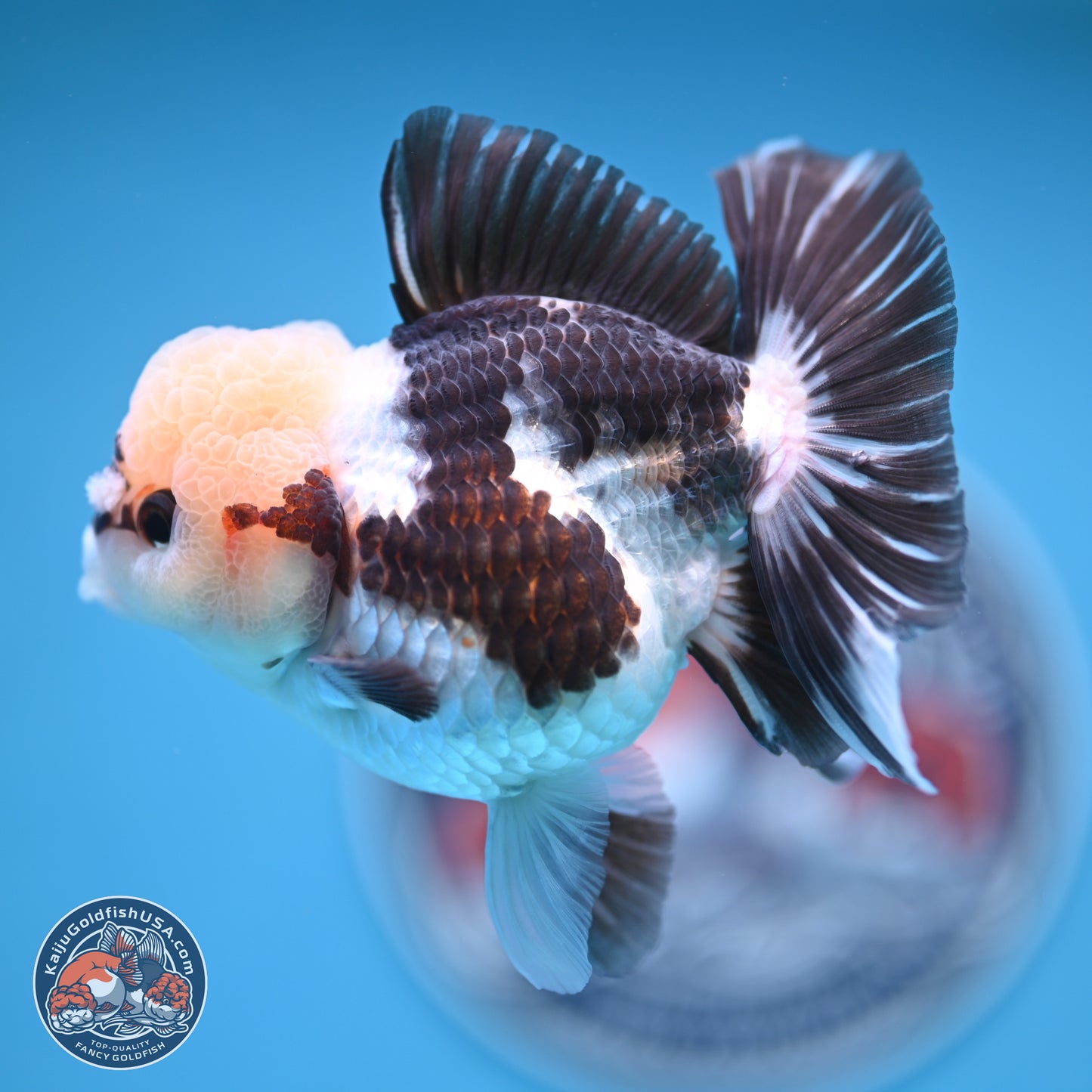 Tricolor Rose Tail Oranda 4.5 inches (241018_OR28) - Kaiju Goldfish USA