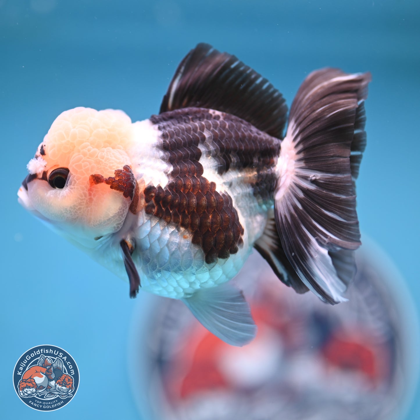 Tricolor Rose Tail Oranda 4.5 inches (241018_OR28) - Kaiju Goldfish USA