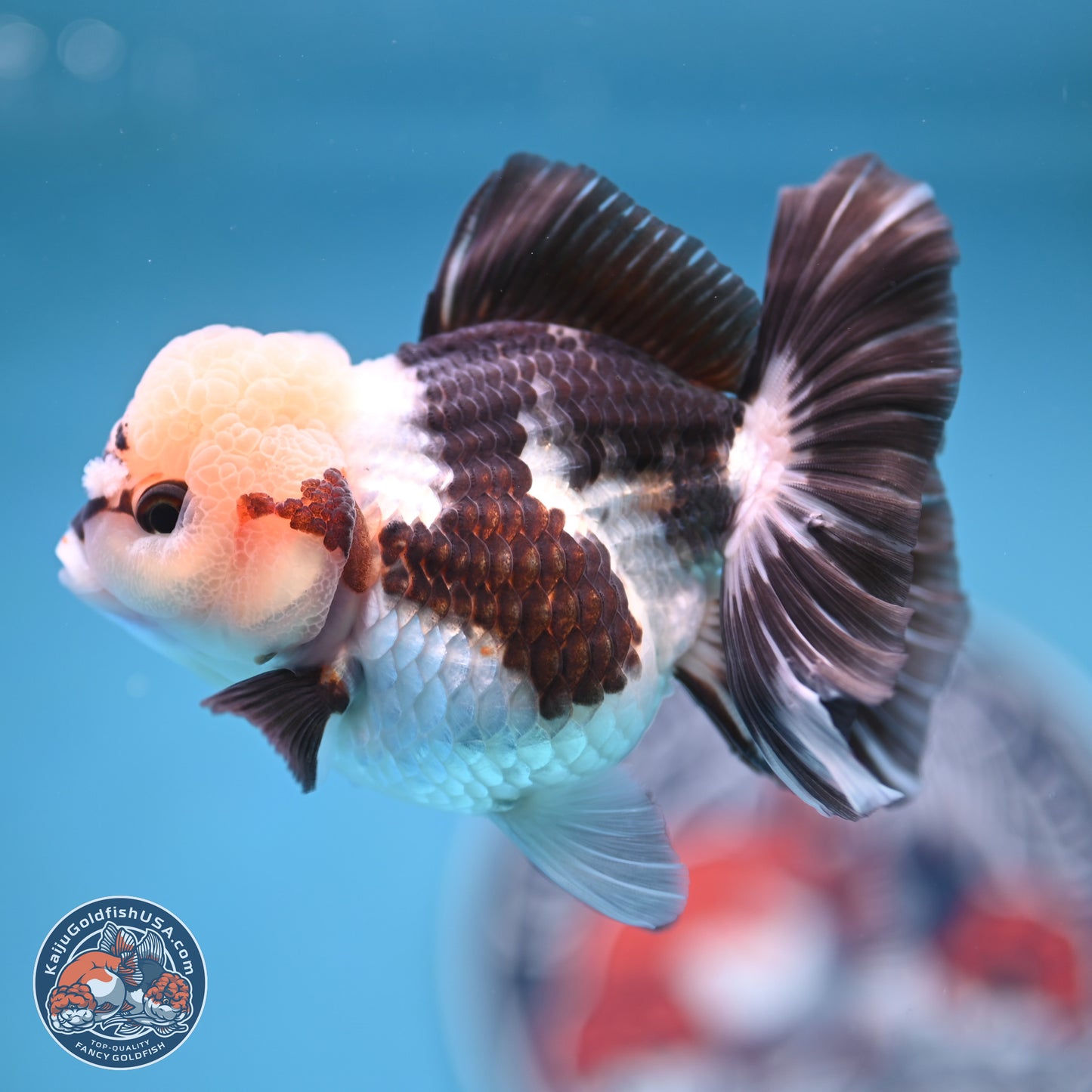 Tricolor Rose Tail Oranda 4.5 inches (241018_OR28) - Kaiju Goldfish USA