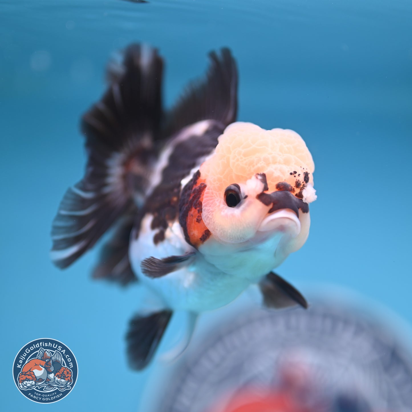 Tricolor Rose Tail Oranda 4.5 inches (241018_OR28) - Kaiju Goldfish USA