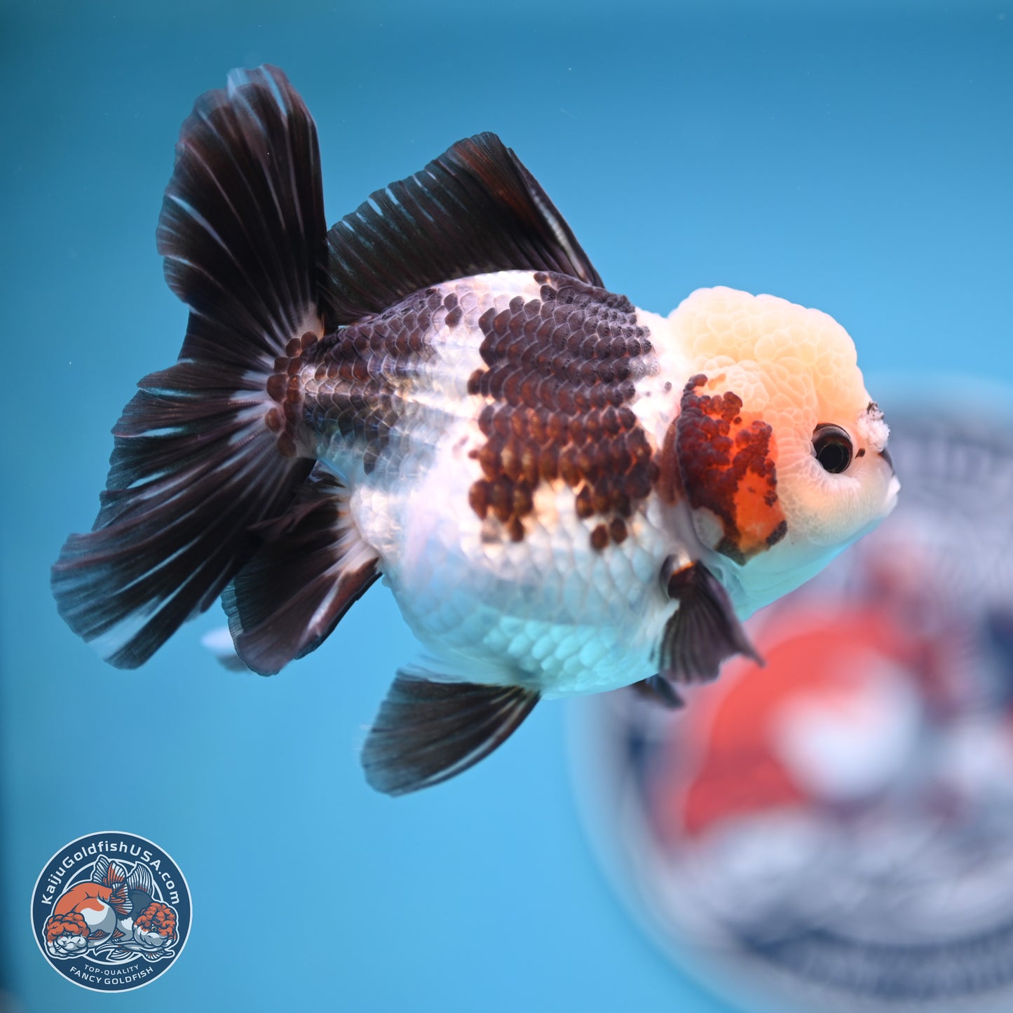 Tricolor Rose Tail Oranda 4.5 inches (241018_OR28) - Kaiju Goldfish USA