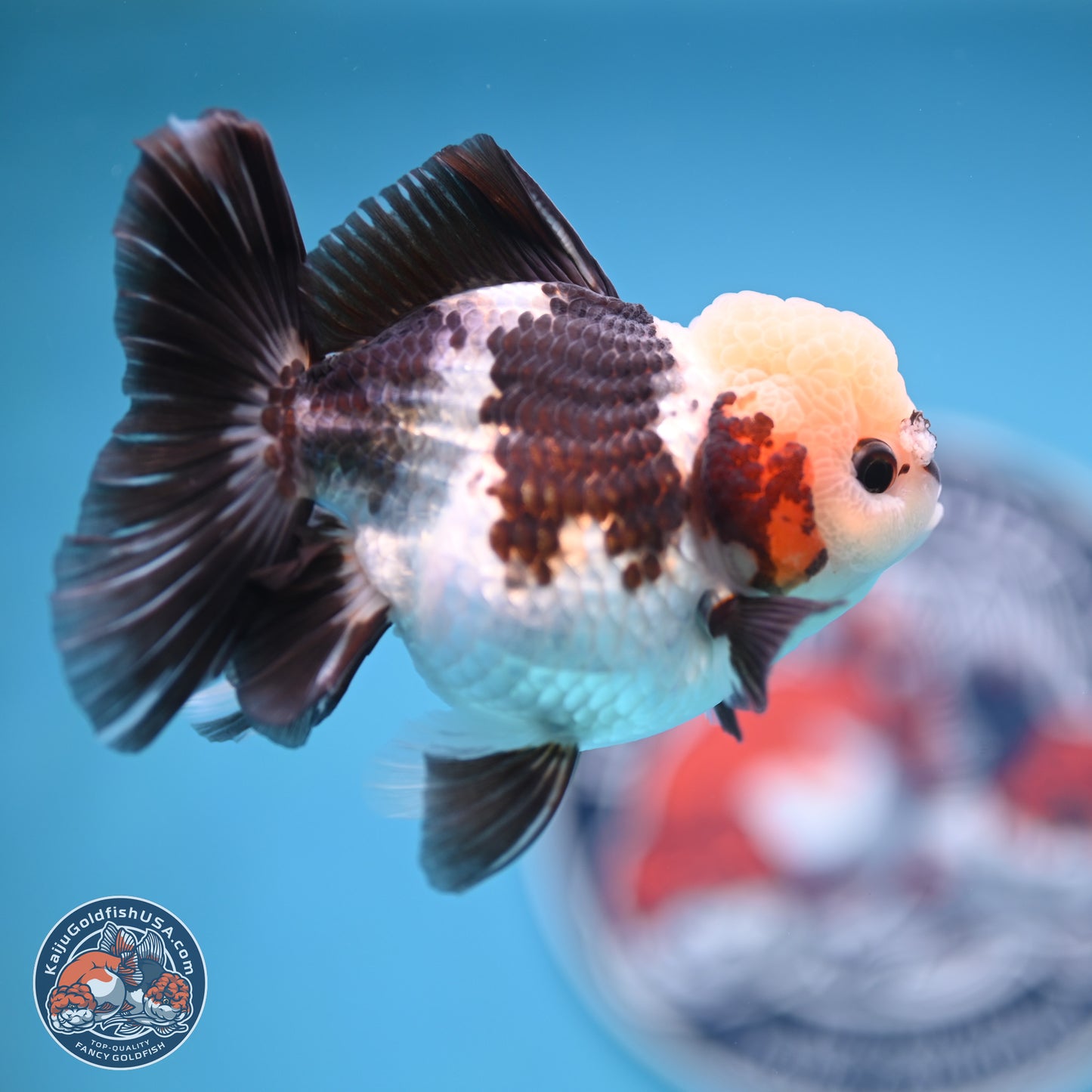Tricolor Rose Tail Oranda 4.5 inches (241018_OR28) - Kaiju Goldfish USA