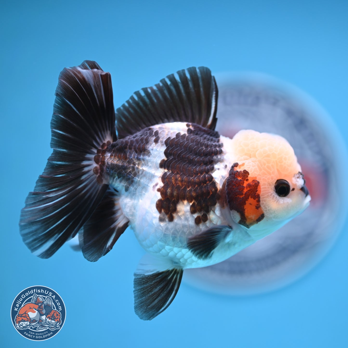 Tricolor Rose Tail Oranda 4.5 inches (241018_OR28) - Kaiju Goldfish USA