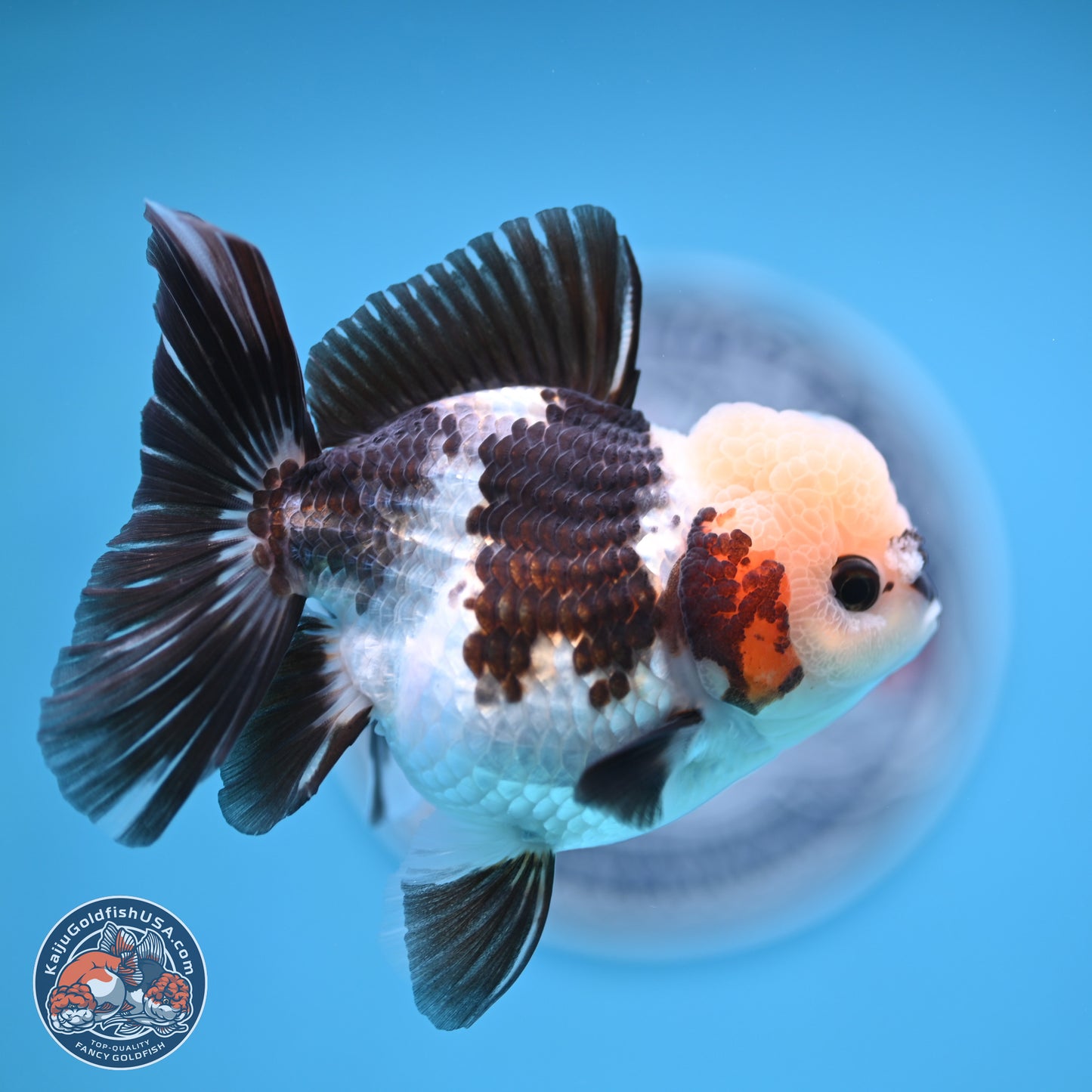 Tricolor Rose Tail Oranda 4.5 inches (241018_OR28) - Kaiju Goldfish USA