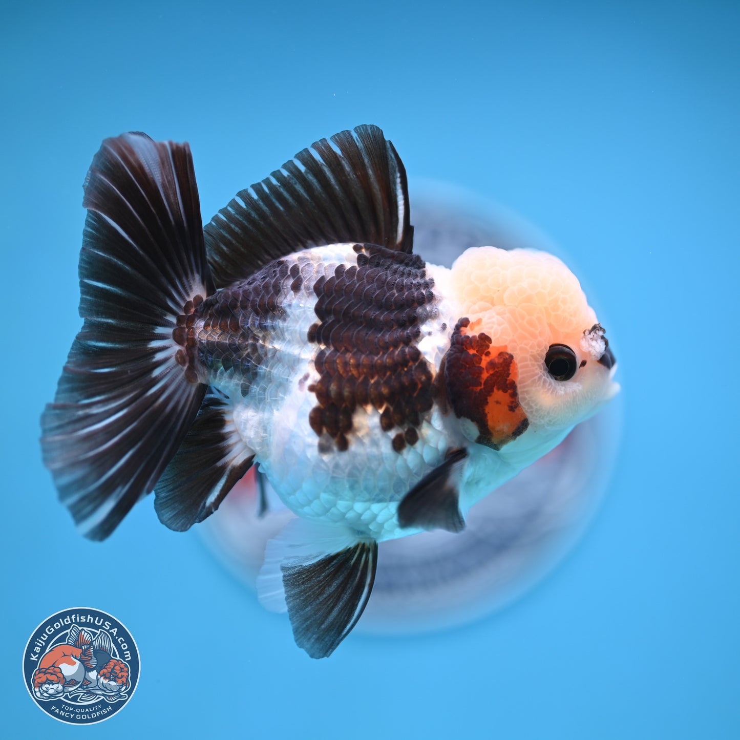 Tricolor Rose Tail Oranda 4.5 inches (241018_OR28) - Kaiju Goldfish USA