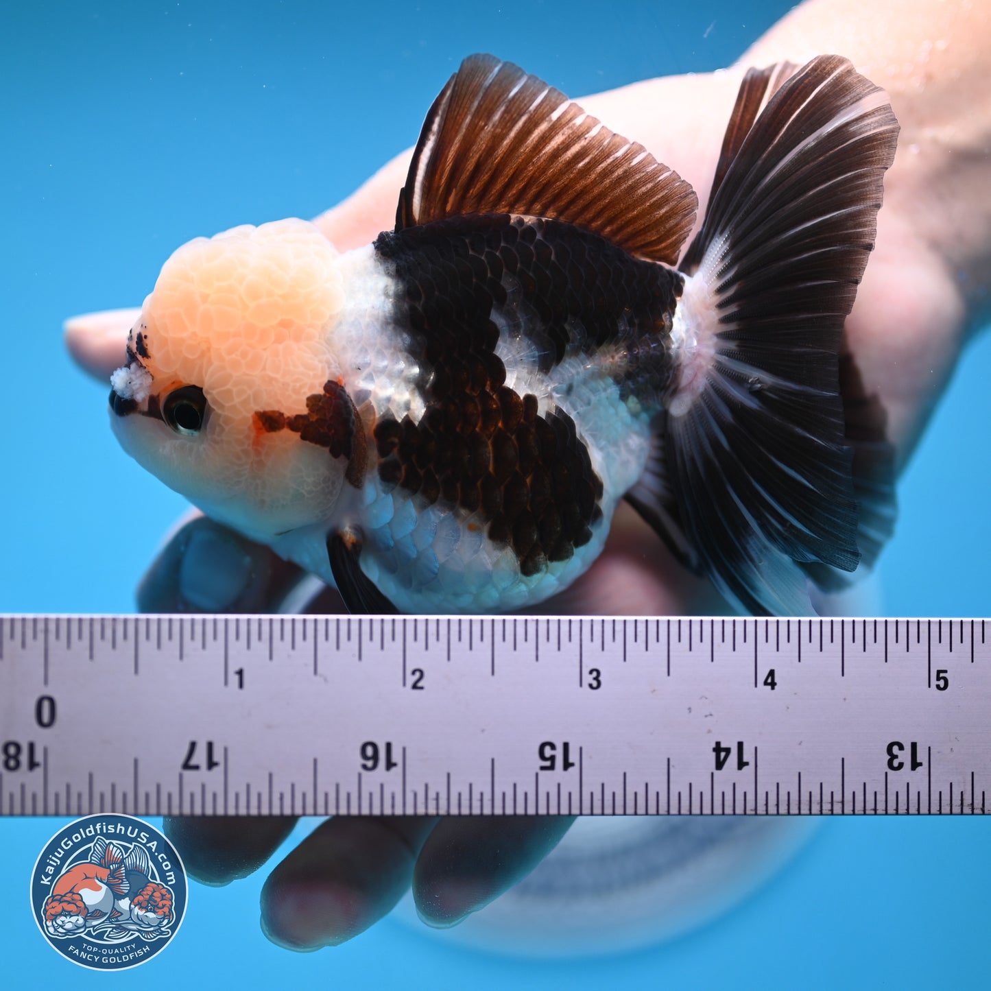 Tricolor Rose Tail Oranda 4.5 inches (241018_OR28) - Kaiju Goldfish USA