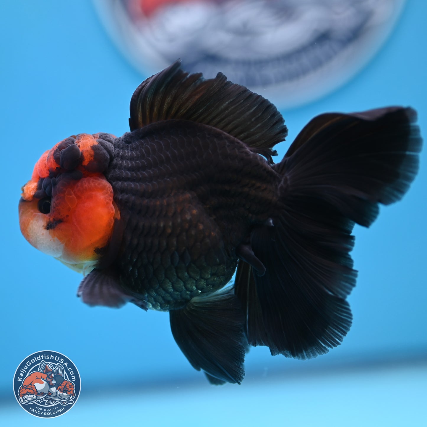 Red Head Apache Rose Tail Oranda 4.5 inches (241018_OR29) - Kaiju Goldfish USA