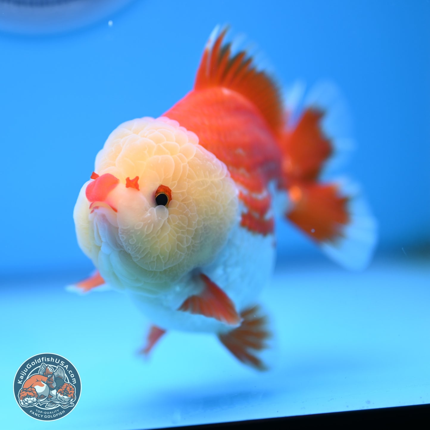 Jade Head Red White YuanBao Oranda 4 inches Body - Male (250207_OR29)