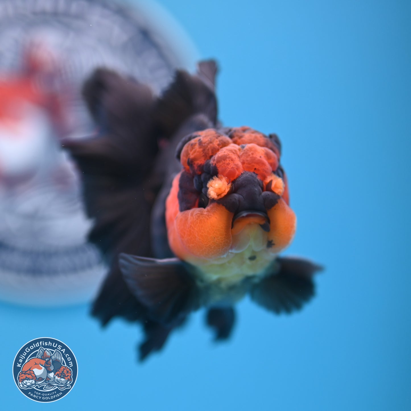 Red Head Apache Rose Tail Oranda 4.5 inches (241018_OR29) - Kaiju Goldfish USA