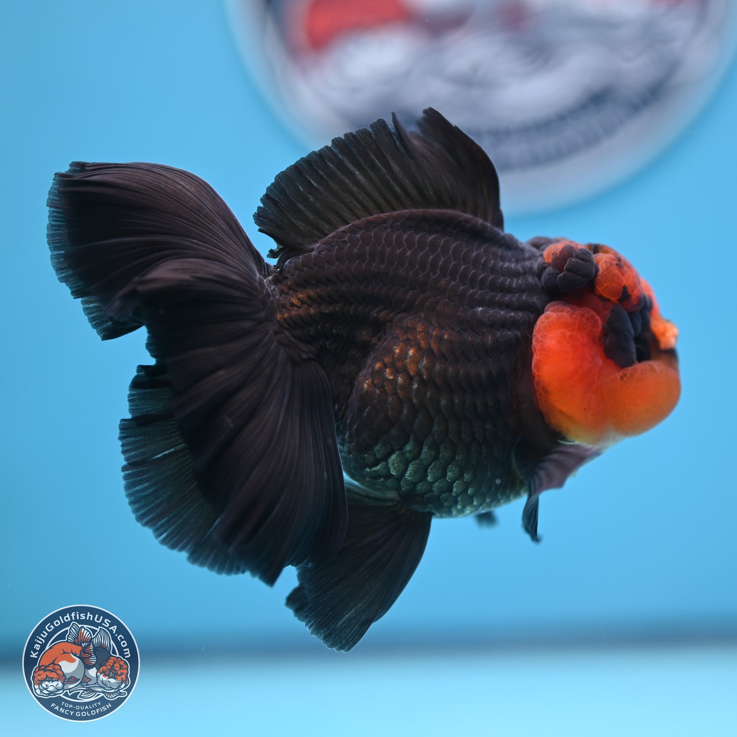Red Head Apache Rose Tail Oranda 4.5 inches (241018_OR29) - Kaiju Goldfish USA