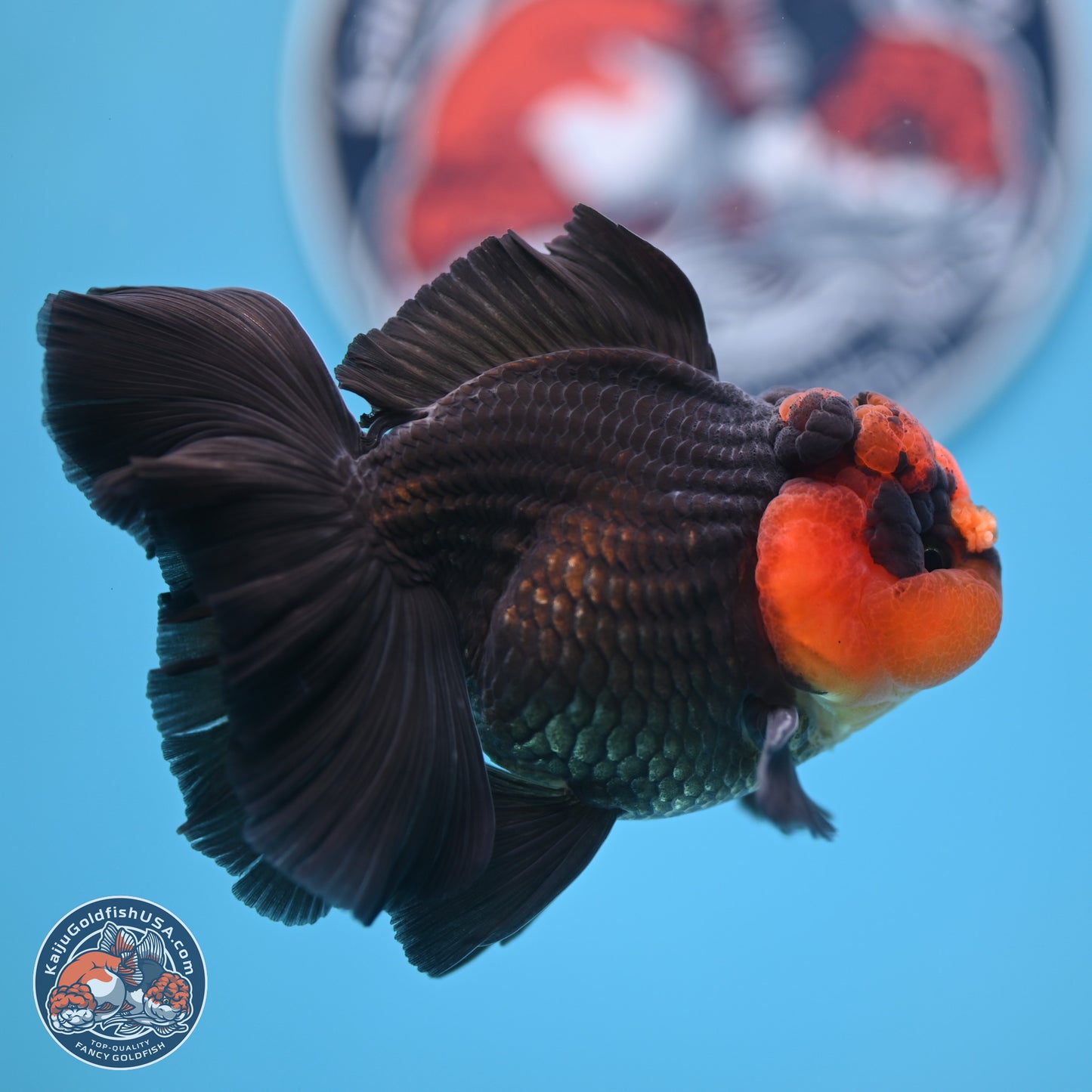 Red Head Apache Rose Tail Oranda 4.5 inches (241018_OR29) - Kaiju Goldfish USA