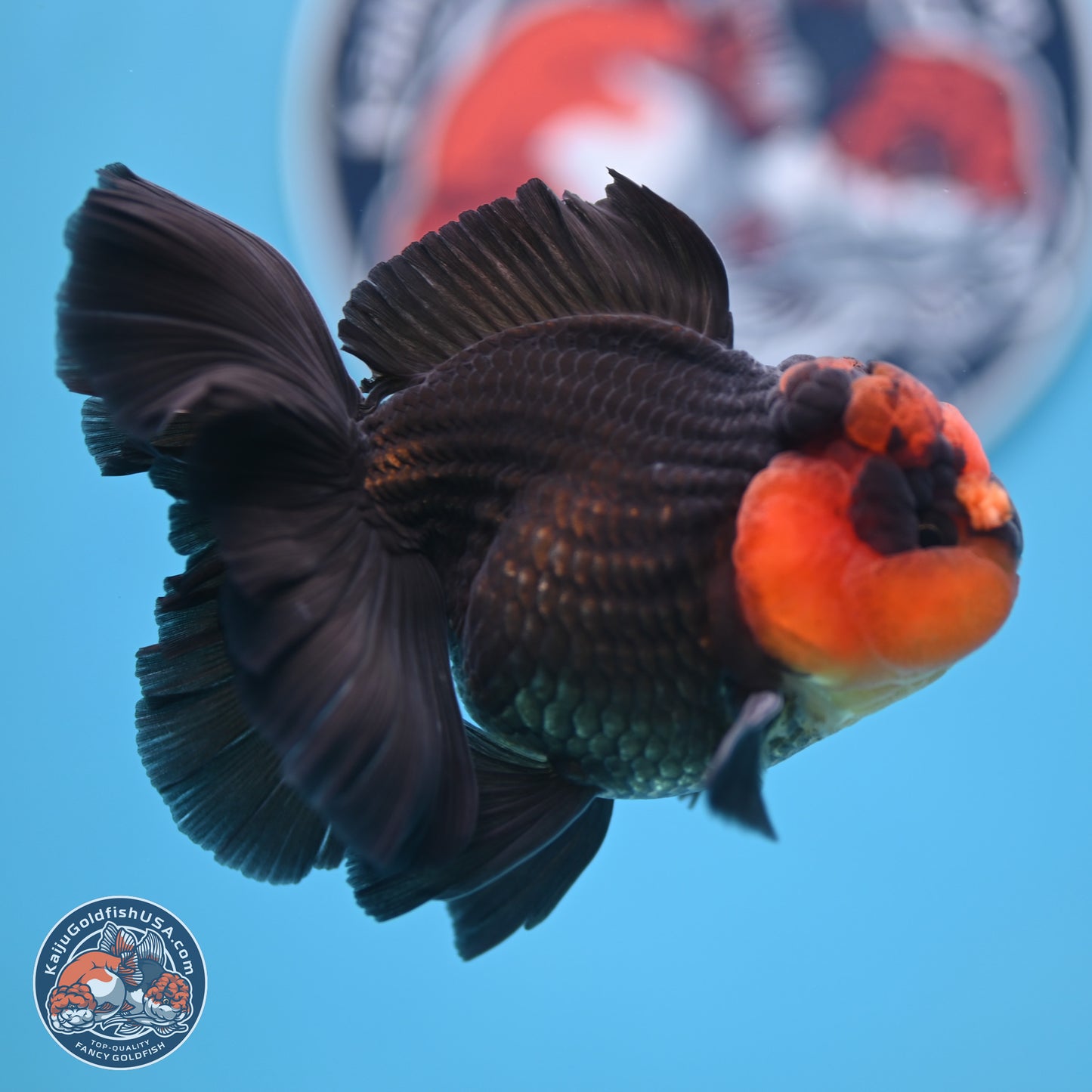Red Head Apache Rose Tail Oranda 4.5 inches (241018_OR29) - Kaiju Goldfish USA