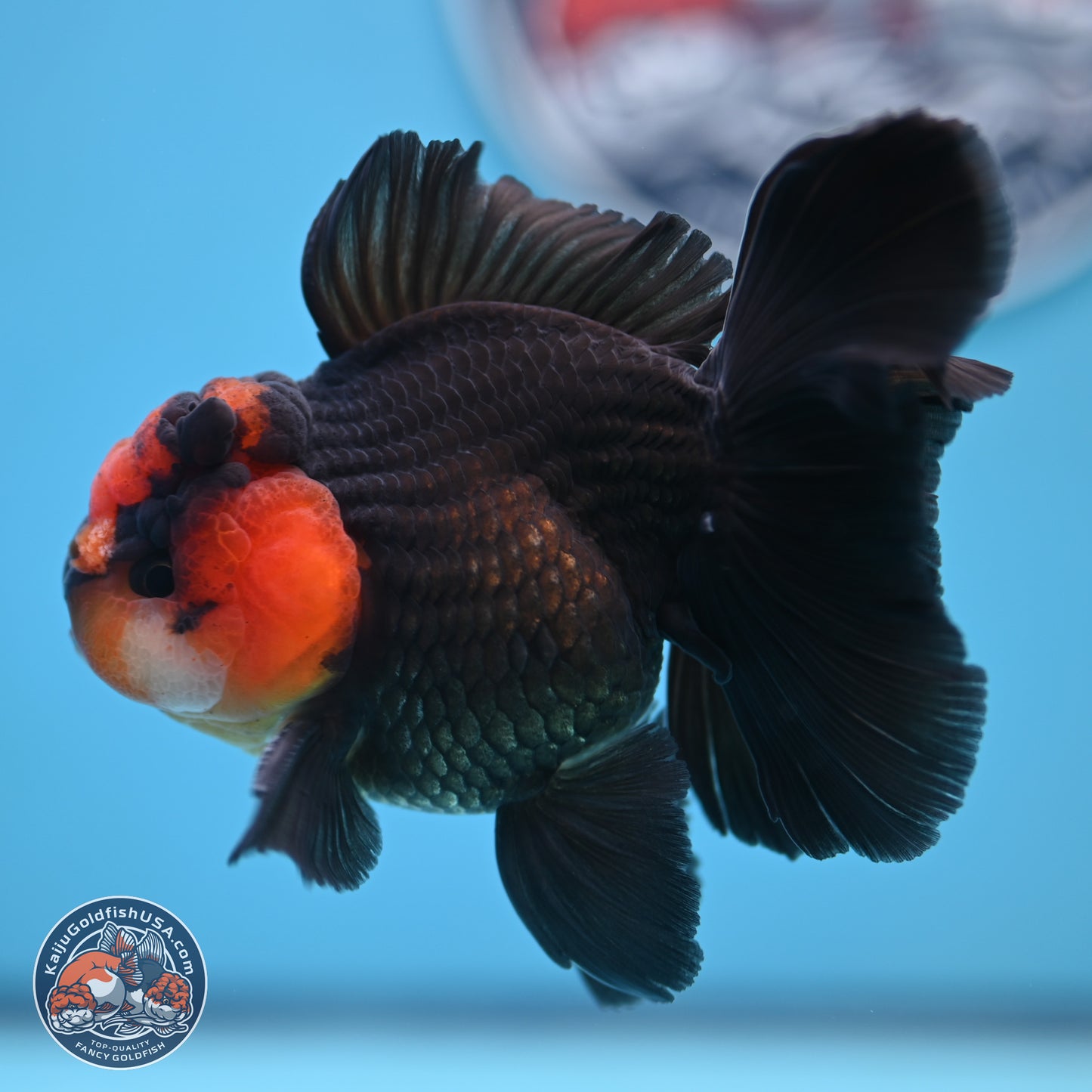 Red Head Apache Rose Tail Oranda 4.5 inches (241018_OR29) - Kaiju Goldfish USA
