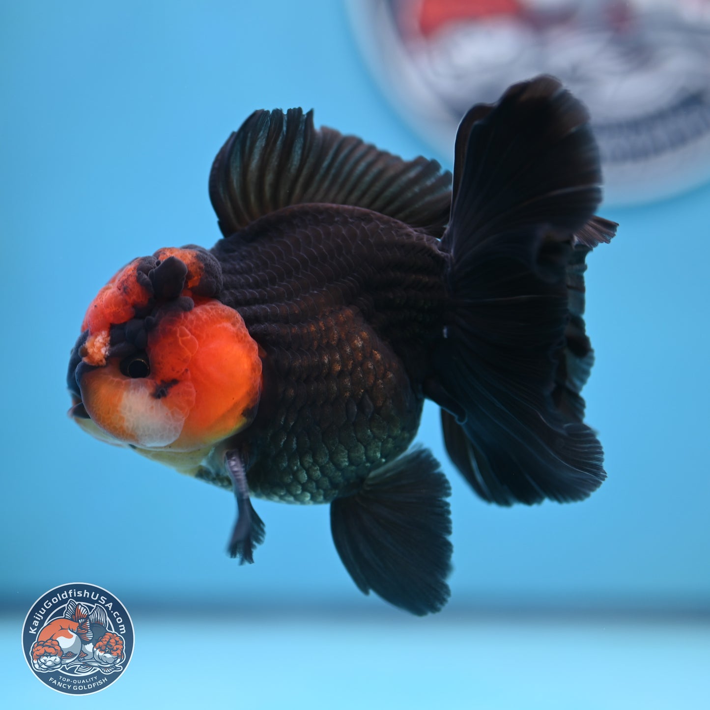 Red Head Apache Rose Tail Oranda 4.5 inches (241018_OR29) - Kaiju Goldfish USA