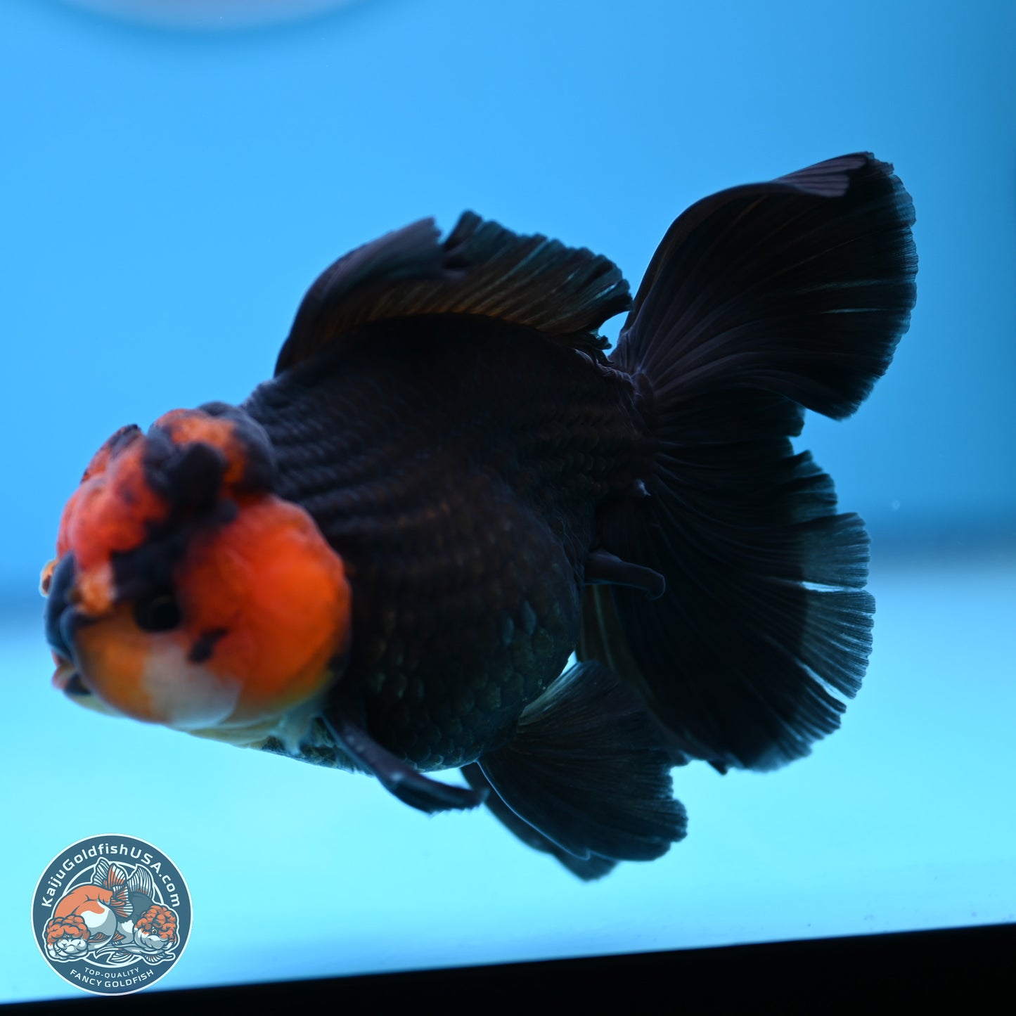 Red Head Apache Rose Tail Oranda 4.5 inches (241018_OR29) - Kaiju Goldfish USA