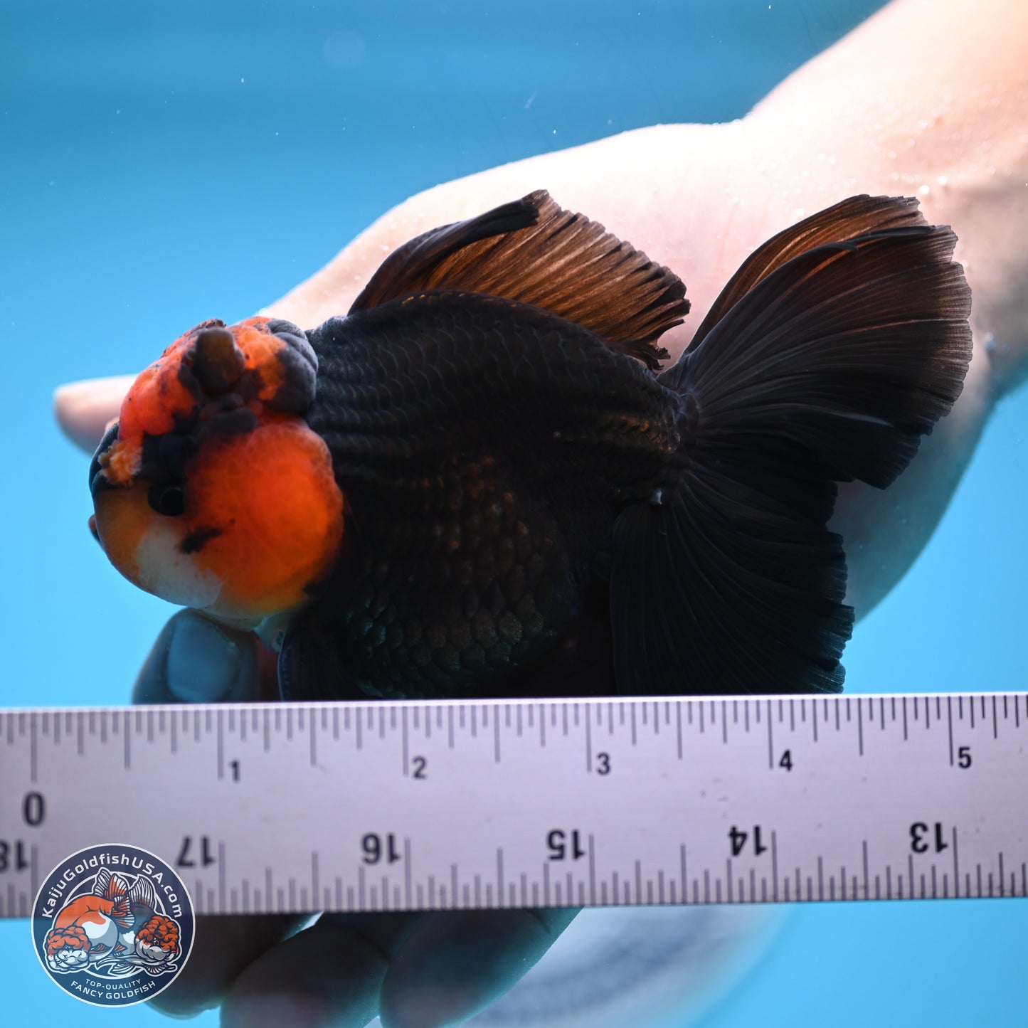 Red Head Apache Rose Tail Oranda 4.5 inches (241018_OR29) - Kaiju Goldfish USA