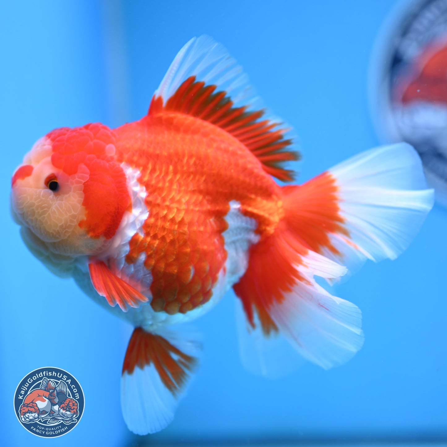 Jade Head Rose Tail Red White Oranda 4 inches Body - Female (250207_OR30)