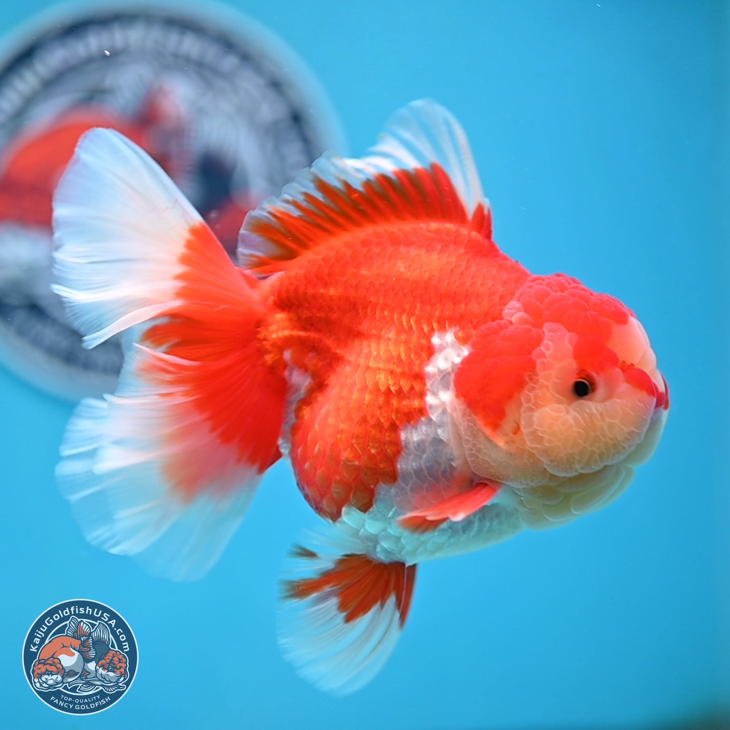 Jade Head Rose Tail Red White Oranda 4 inches Body - Female (250207_OR30)