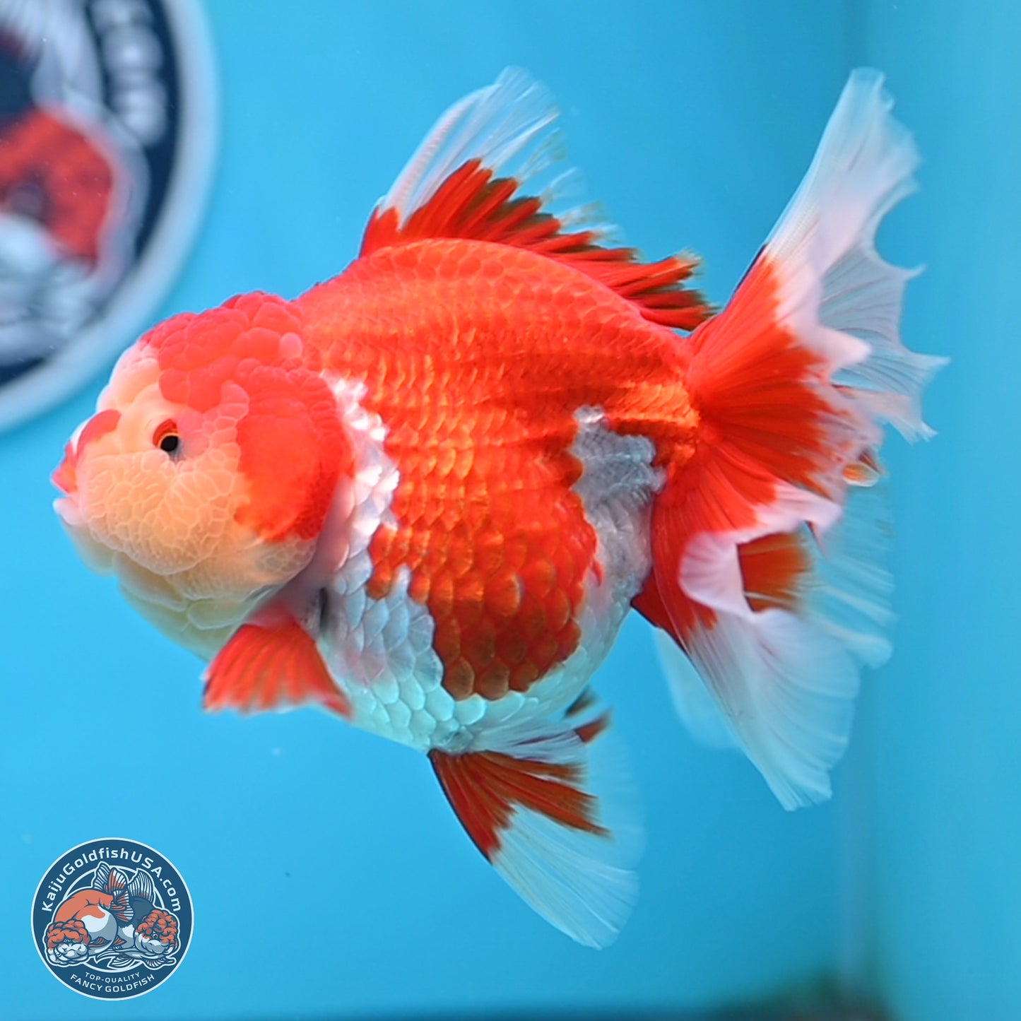 Jade Head Rose Tail Red White Oranda 4 inches Body - Female (250207_OR30)