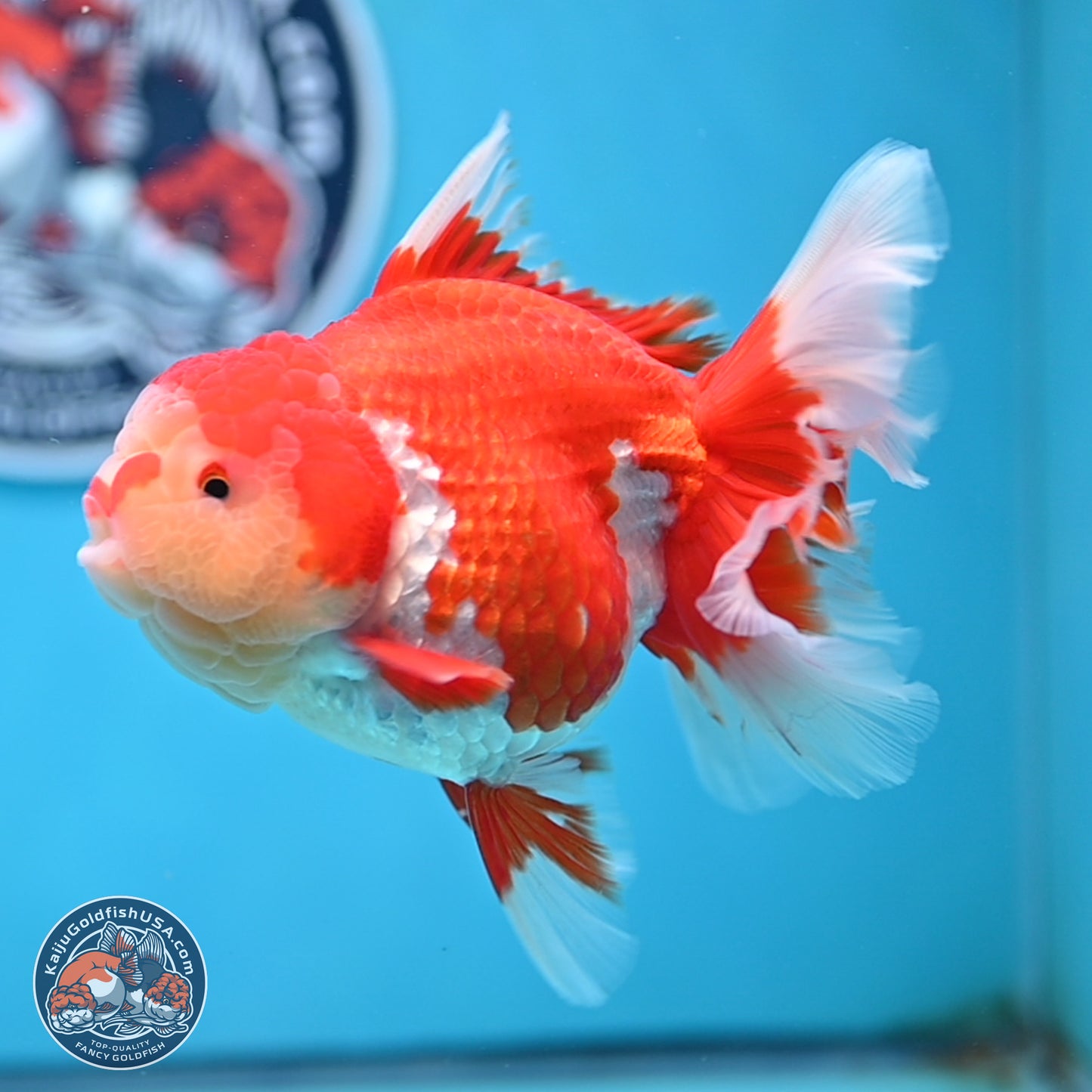 Jade Head Rose Tail Red White Oranda 4 inches Body - Female (250207_OR30)
