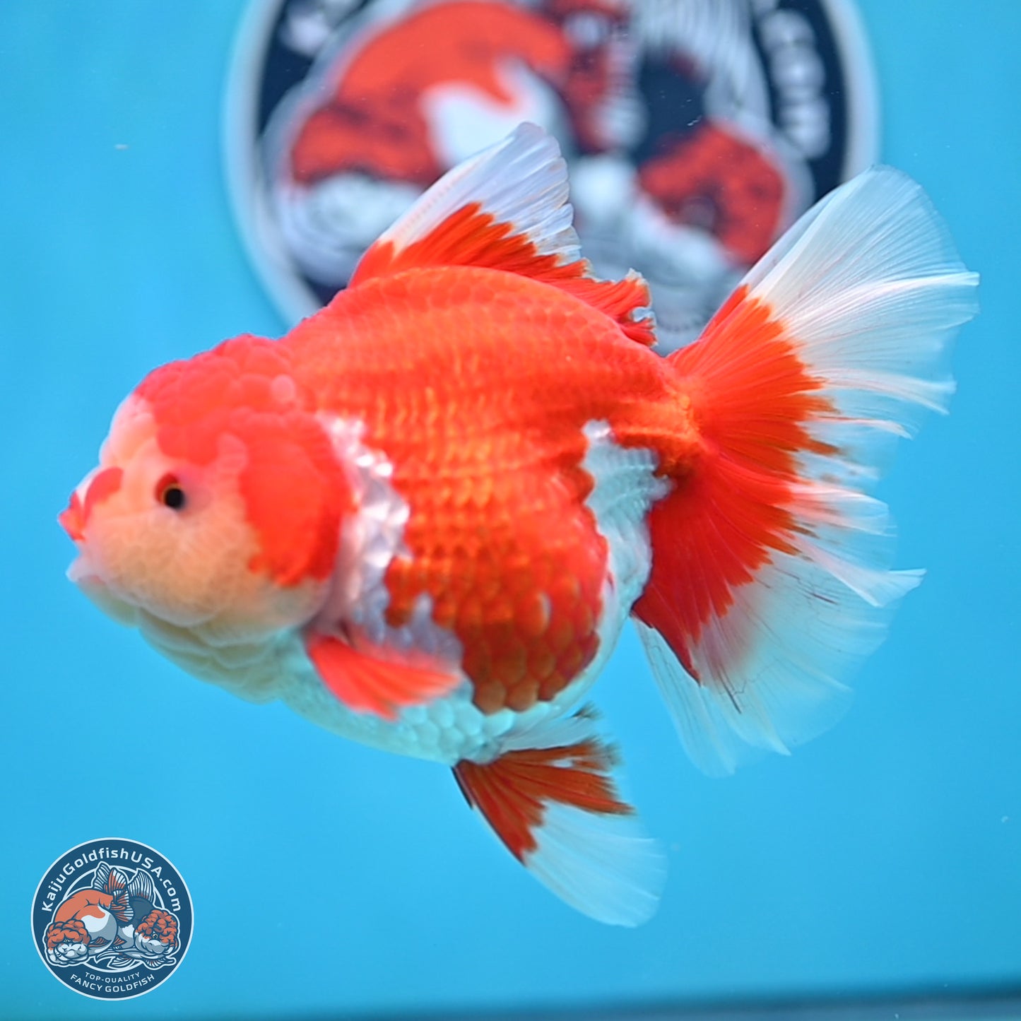 Jade Head Rose Tail Red White Oranda 4 inches Body - Female (250207_OR30)
