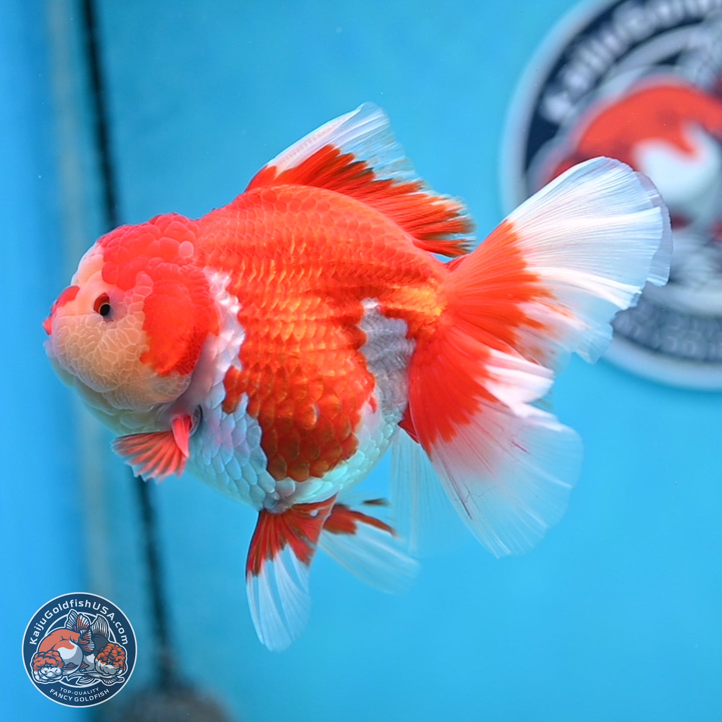 Jade Head Rose Tail Red White Oranda 4 inches Body - Female (250207_OR30)