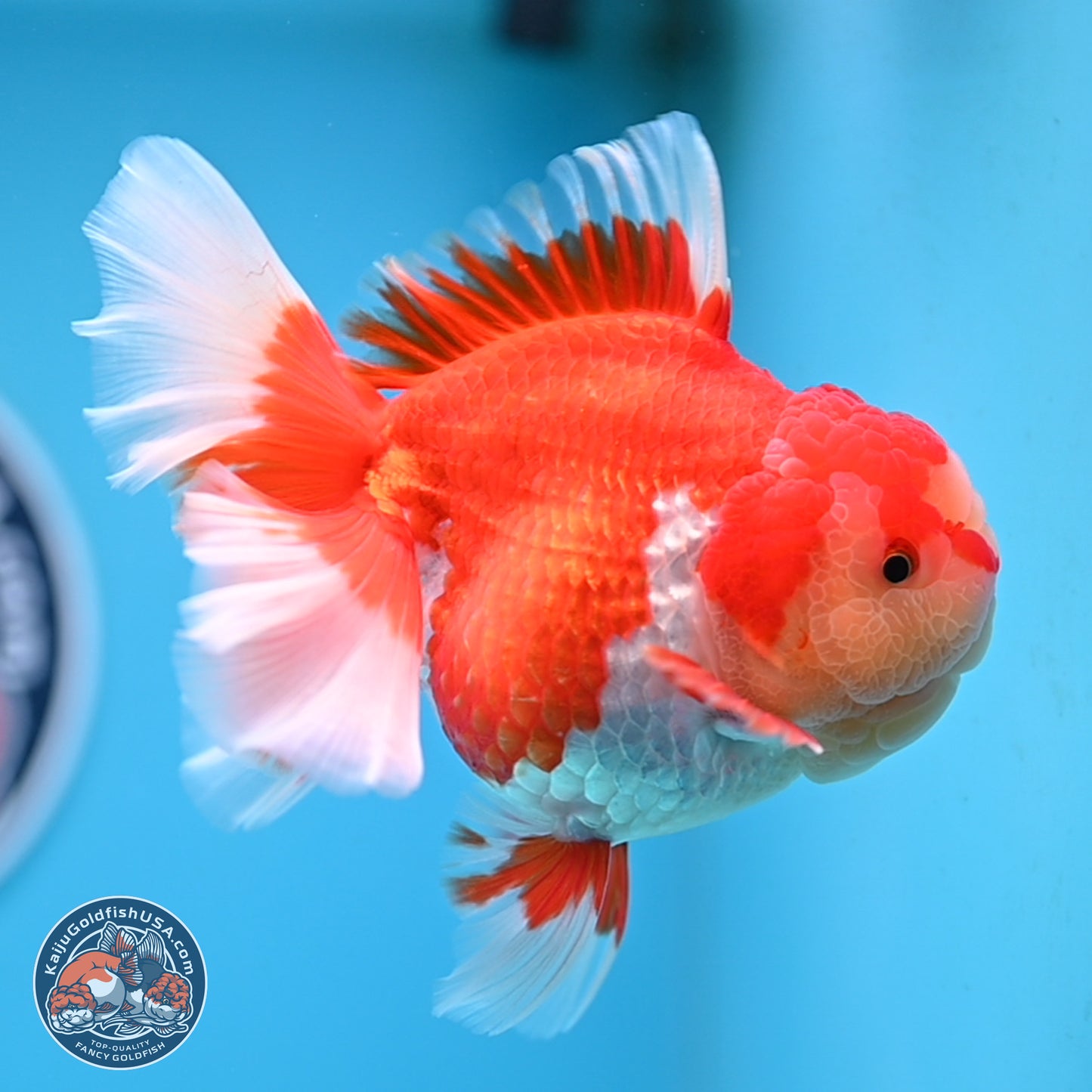 Jade Head Rose Tail Red White Oranda 4 inches Body - Female (250207_OR30)