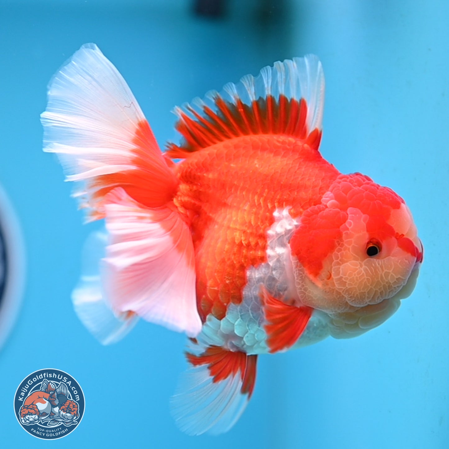 Jade Head Rose Tail Red White Oranda 4 inches Body - Female (250207_OR30)