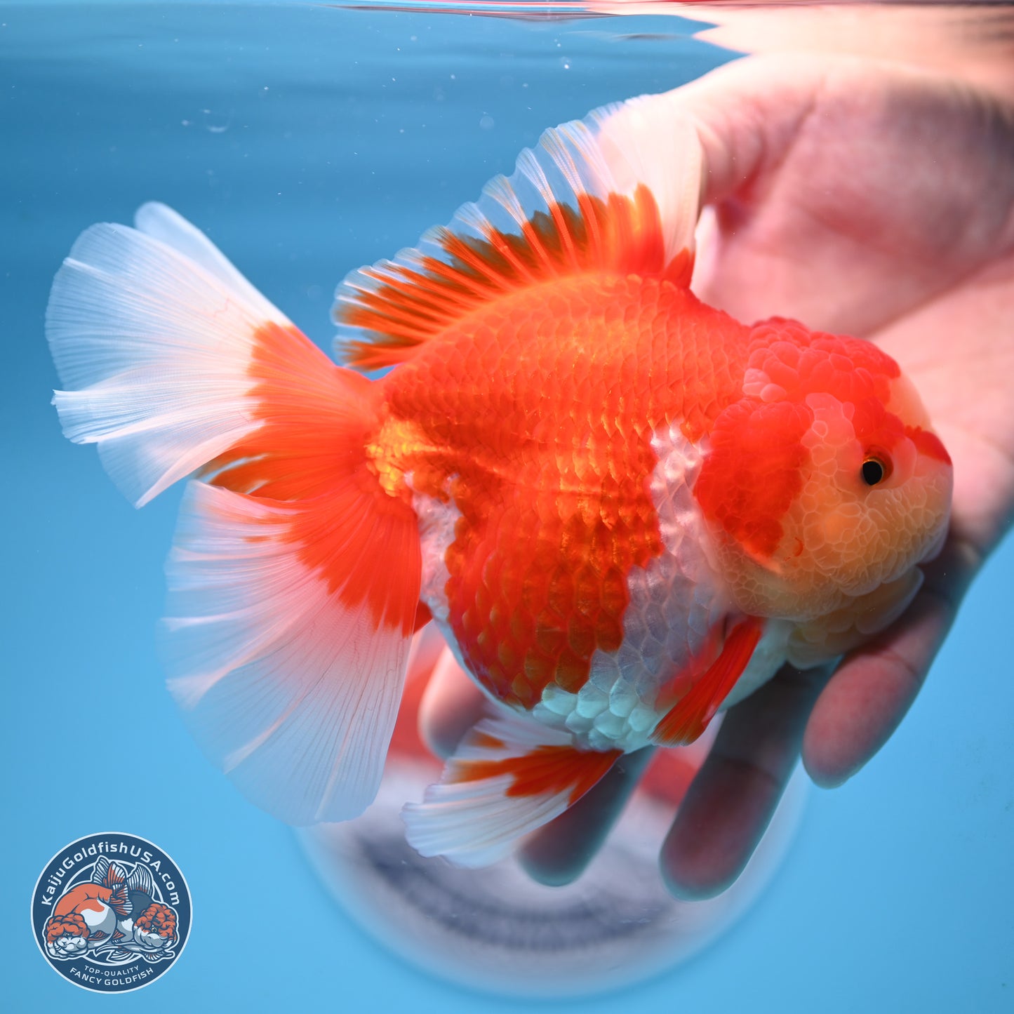Jade Head Rose Tail Red White Oranda 4 inches Body - Female (250207_OR30)