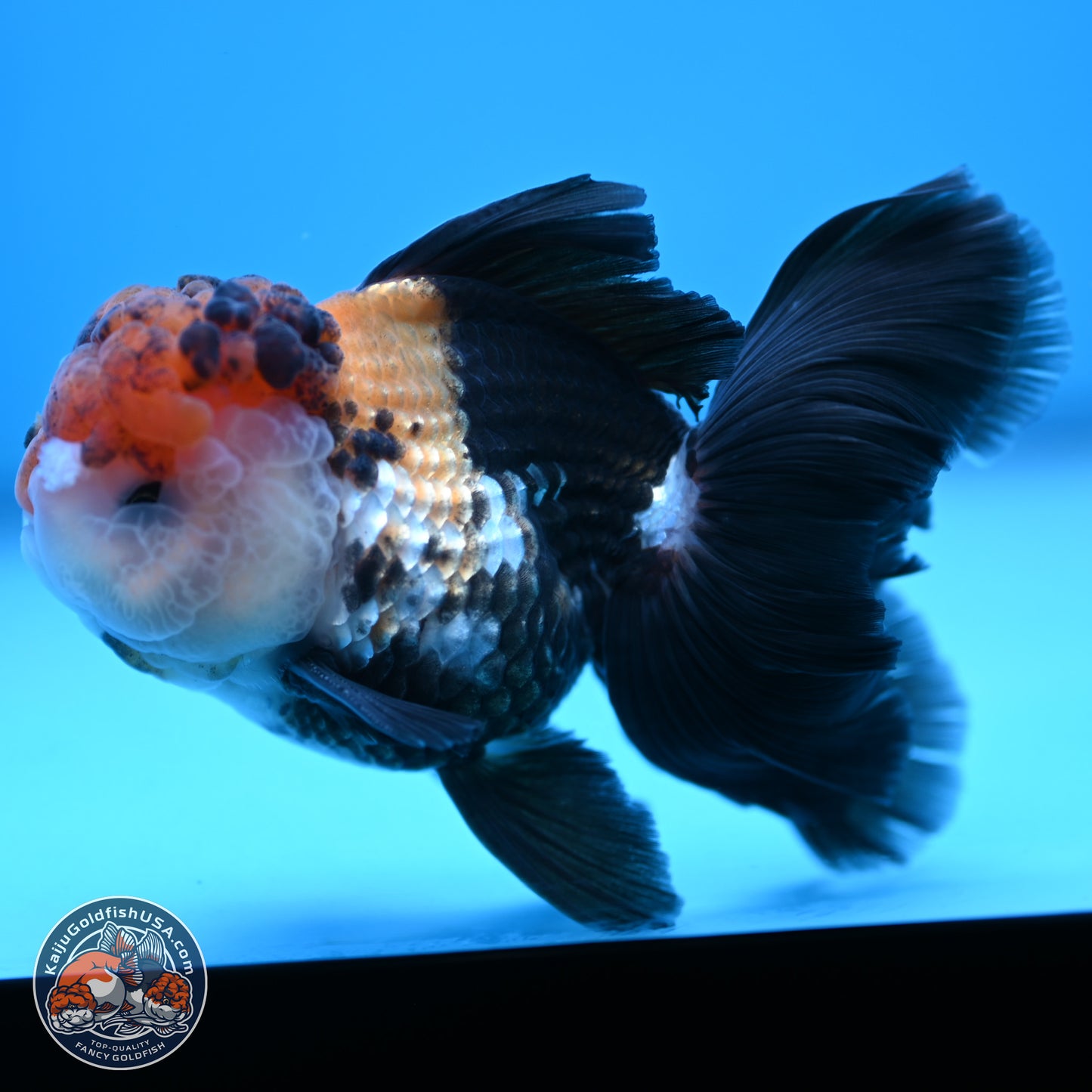 Tricolor Butterfly Tail Oranda 4.75 inches (241018_OR30) - Kaiju Goldfish USA