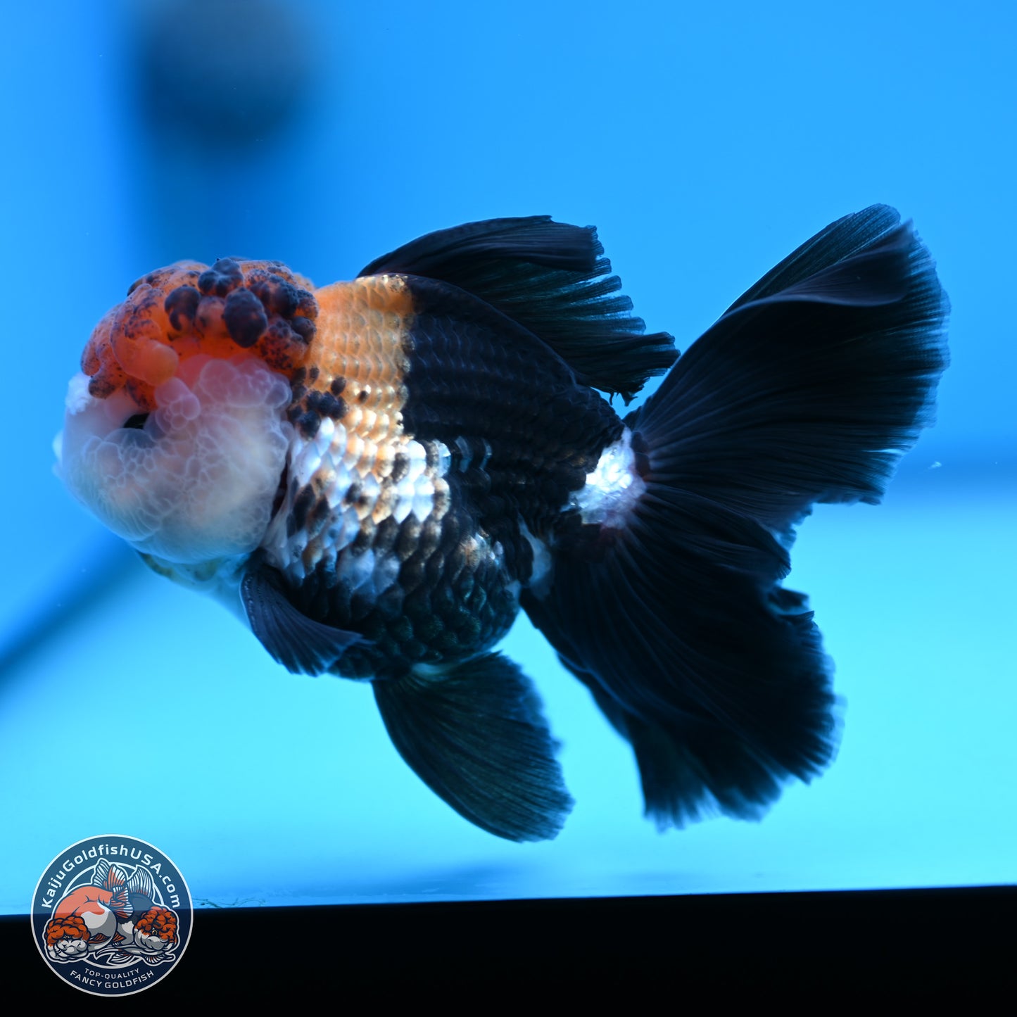 Tricolor Butterfly Tail Oranda 4.75 inches (241018_OR30) - Kaiju Goldfish USA