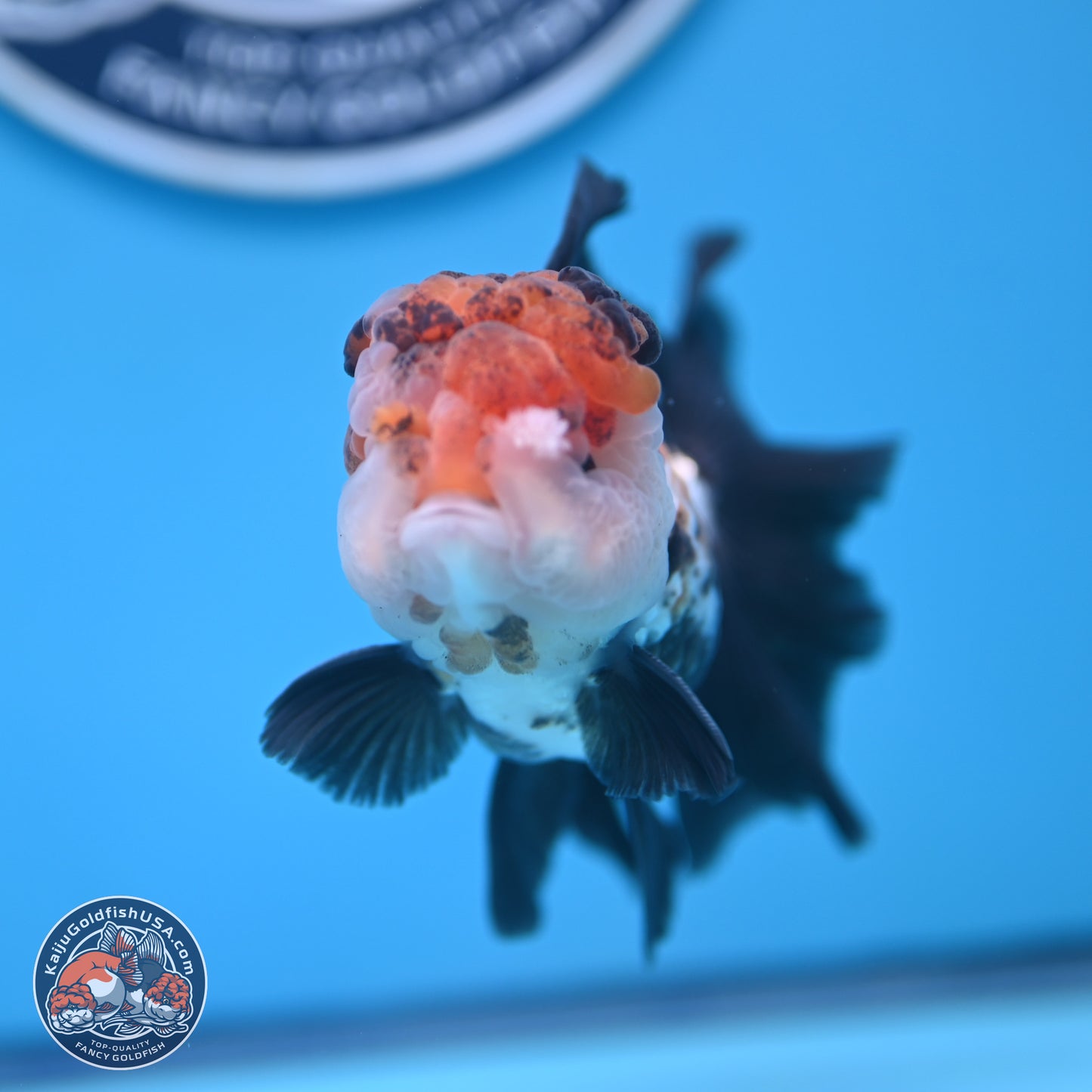 Tricolor Butterfly Tail Oranda 4.75 inches (241018_OR30) - Kaiju Goldfish USA