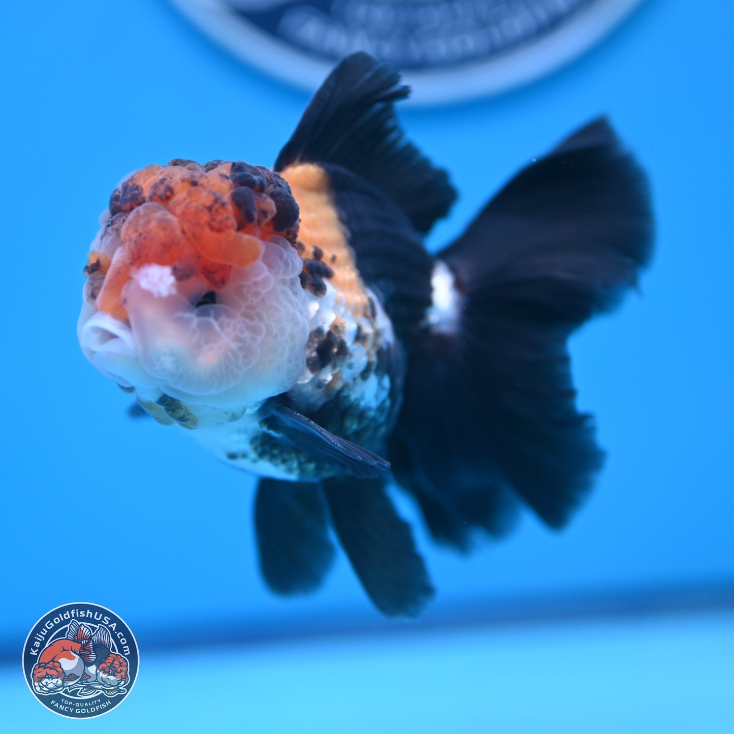 Tricolor Butterfly Tail Oranda 4.75 inches (241018_OR30) - Kaiju Goldfish USA
