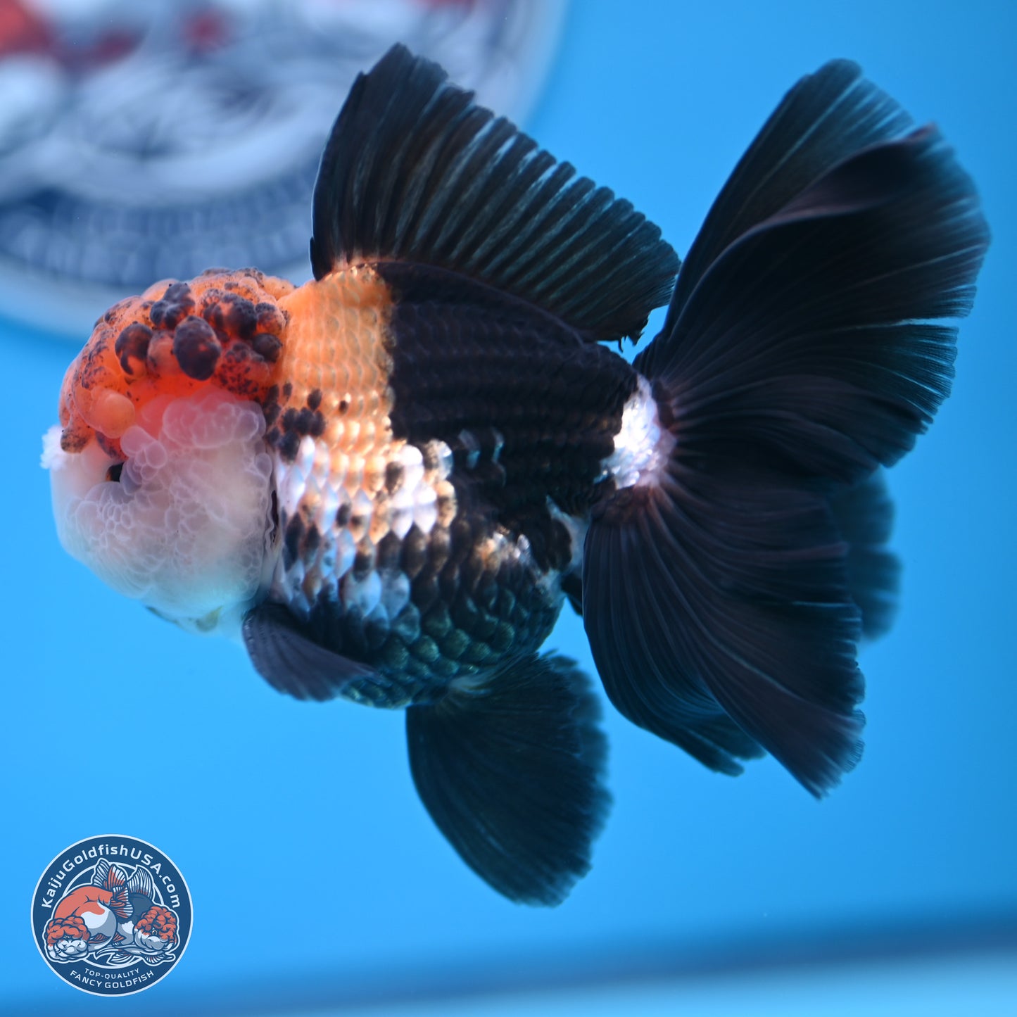 Tricolor Butterfly Tail Oranda 4.75 inches (241018_OR30) - Kaiju Goldfish USA