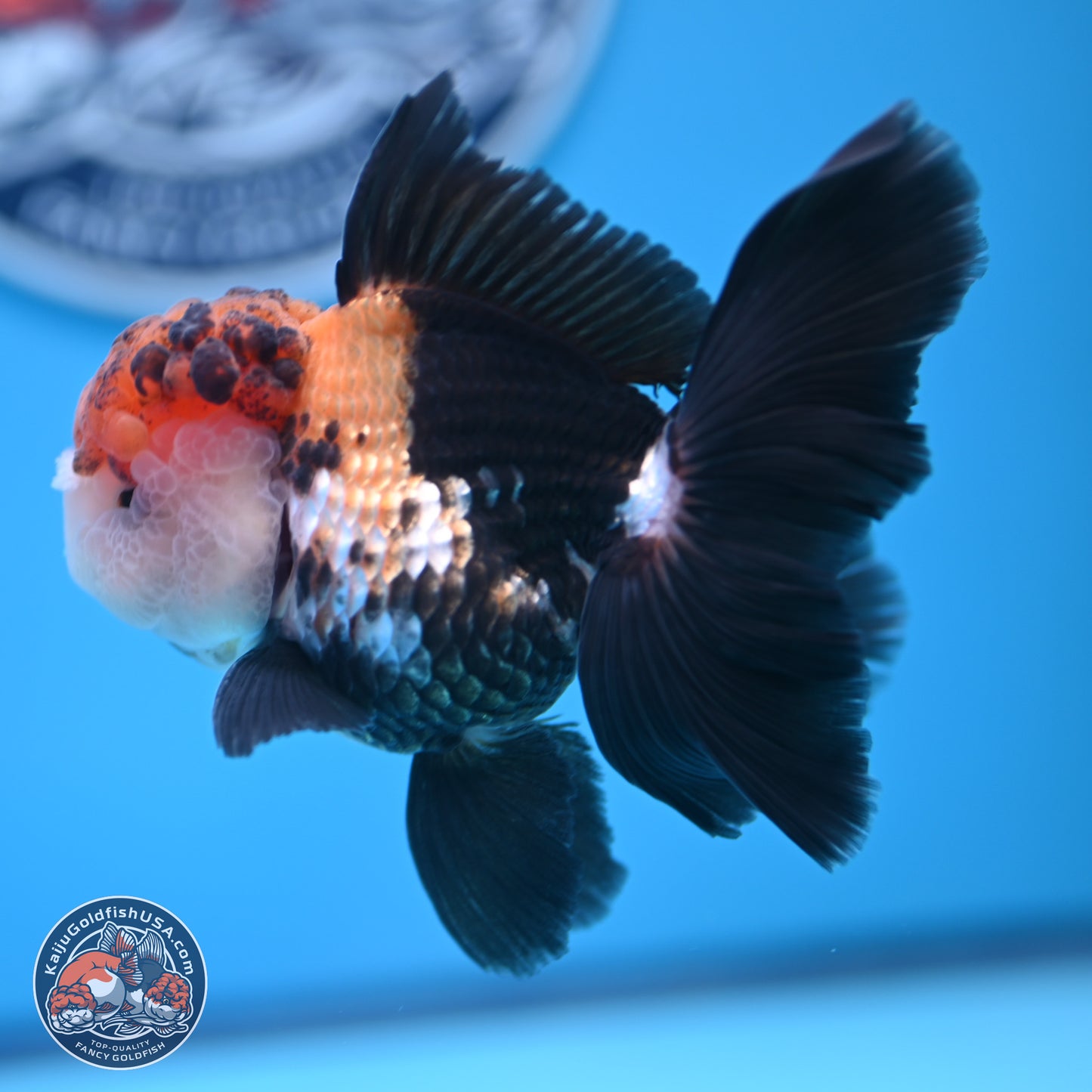 Tricolor Butterfly Tail Oranda 4.75 inches (241018_OR30) - Kaiju Goldfish USA