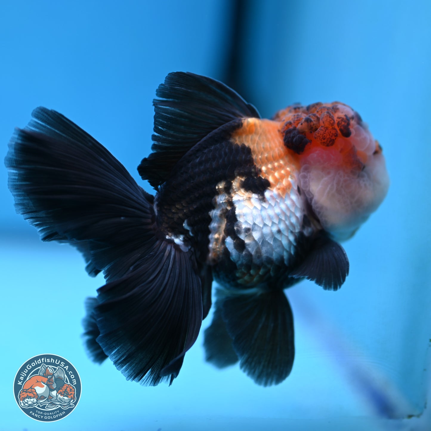 Tricolor Butterfly Tail Oranda 4.75 inches (241018_OR30) - Kaiju Goldfish USA