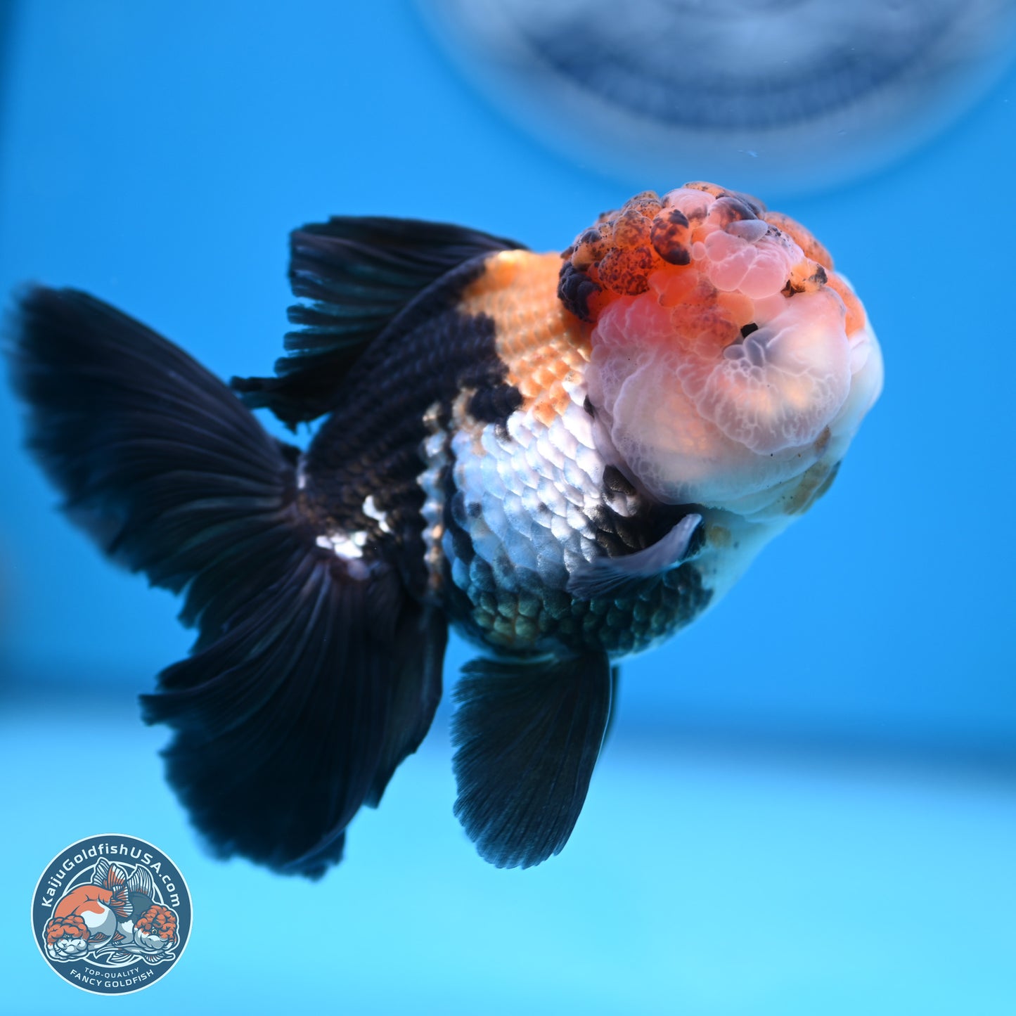 Tricolor Butterfly Tail Oranda 4.75 inches (241018_OR30) - Kaiju Goldfish USA